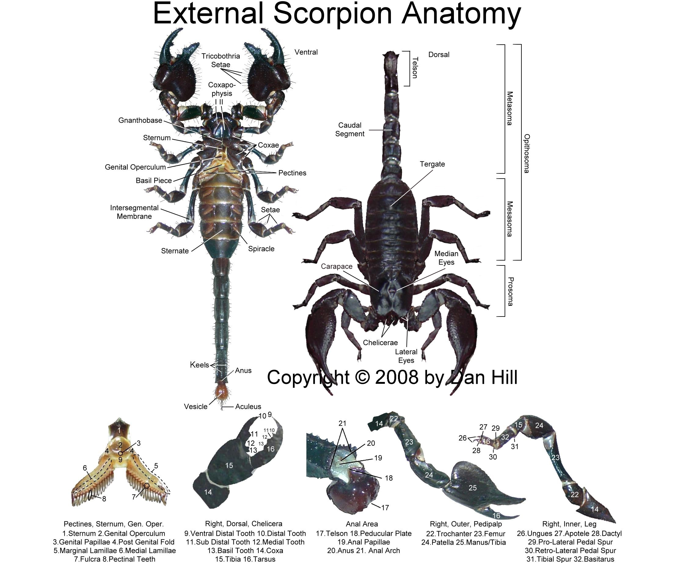 The Scorpion Files - Frequently Asked Questions (FAQ)
