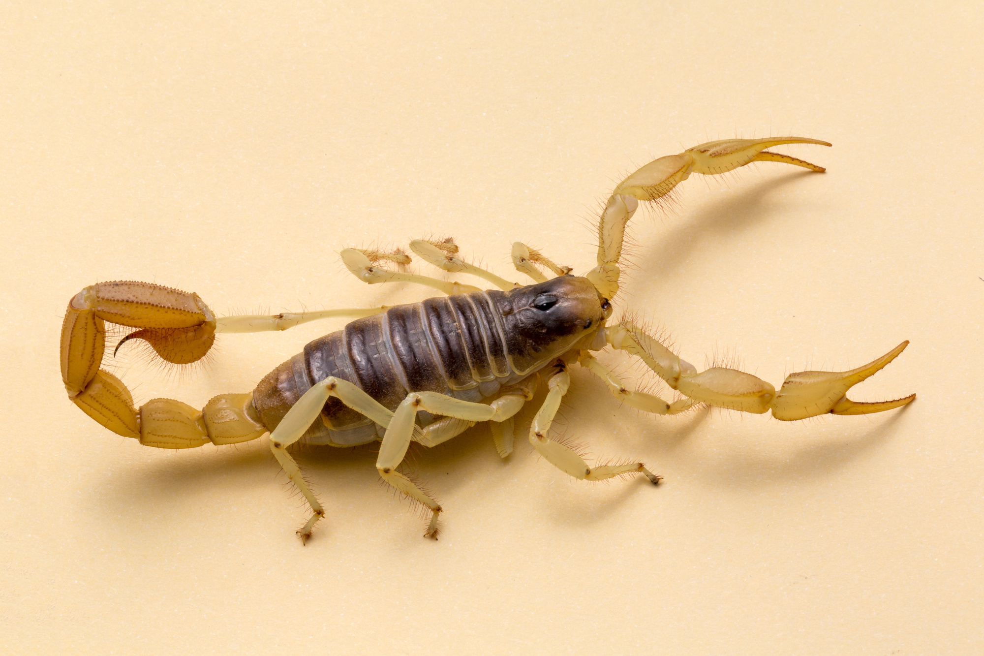 Why Are Scorpions in Arizona More Active During Summer?
