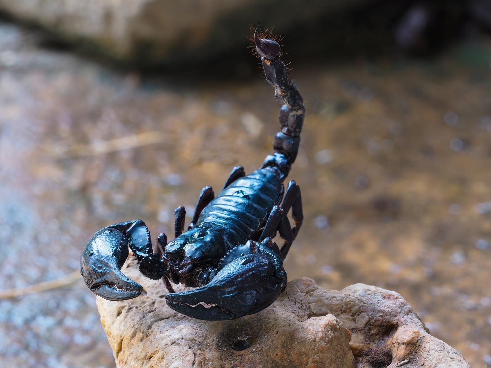 Scorpion - KHAO SOK National Park, Thailand