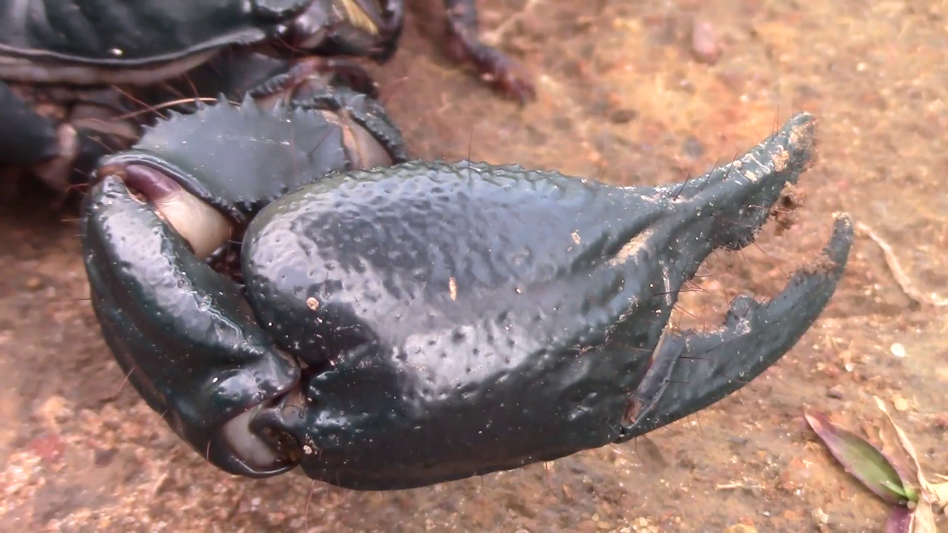 Detailed video of big black scorpion, moving dangerous invertebrate ...