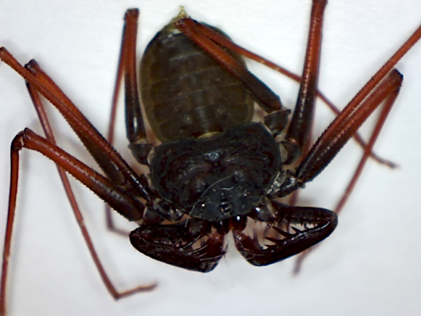 How to get rid of Whiptail Scorpions - Essential Pest
