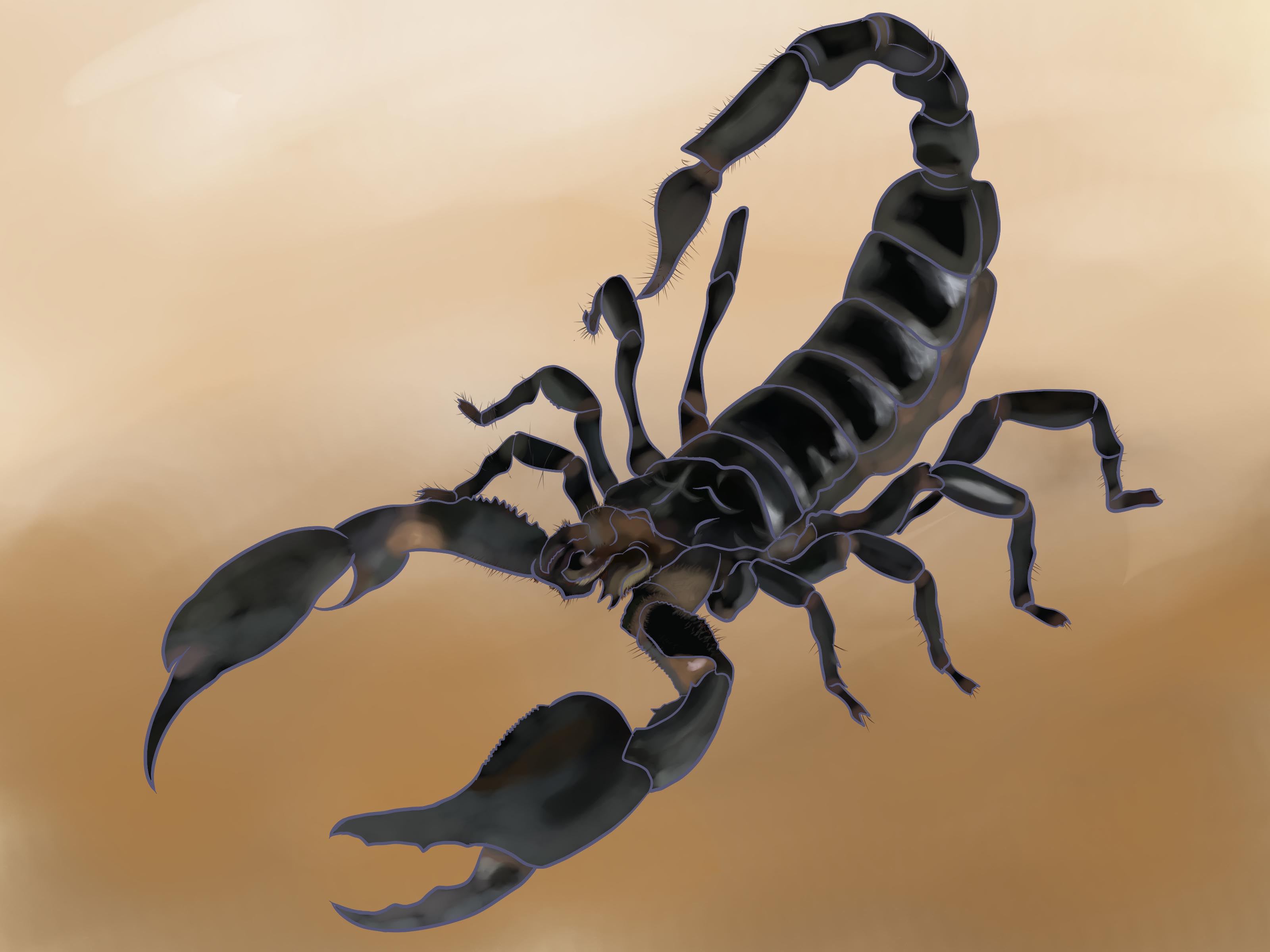 How to Draw a Scorpion (with Pictures) - wikiHow