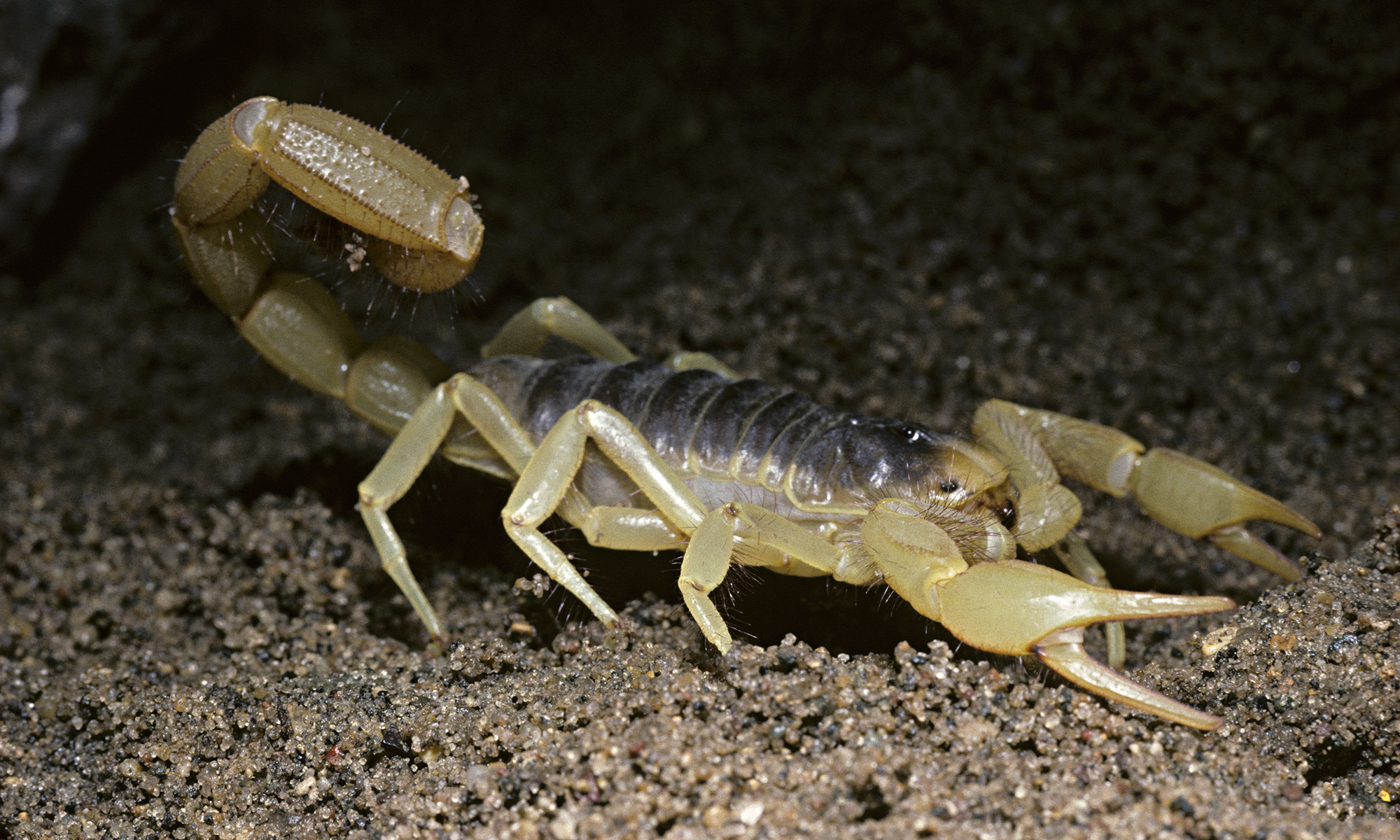 How long can scorpions live without food or water? | HowStuffWorks