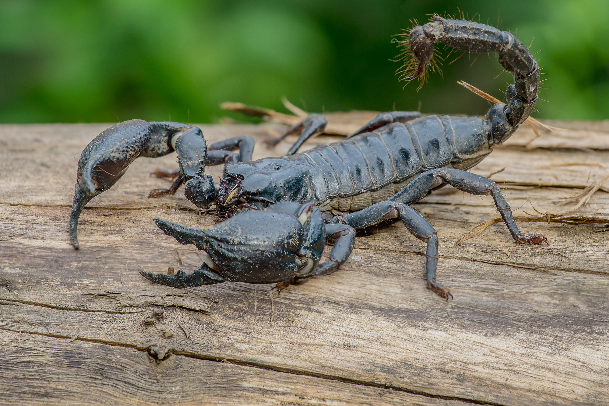 Scientists make scorpion 'milking' machine to extract venom