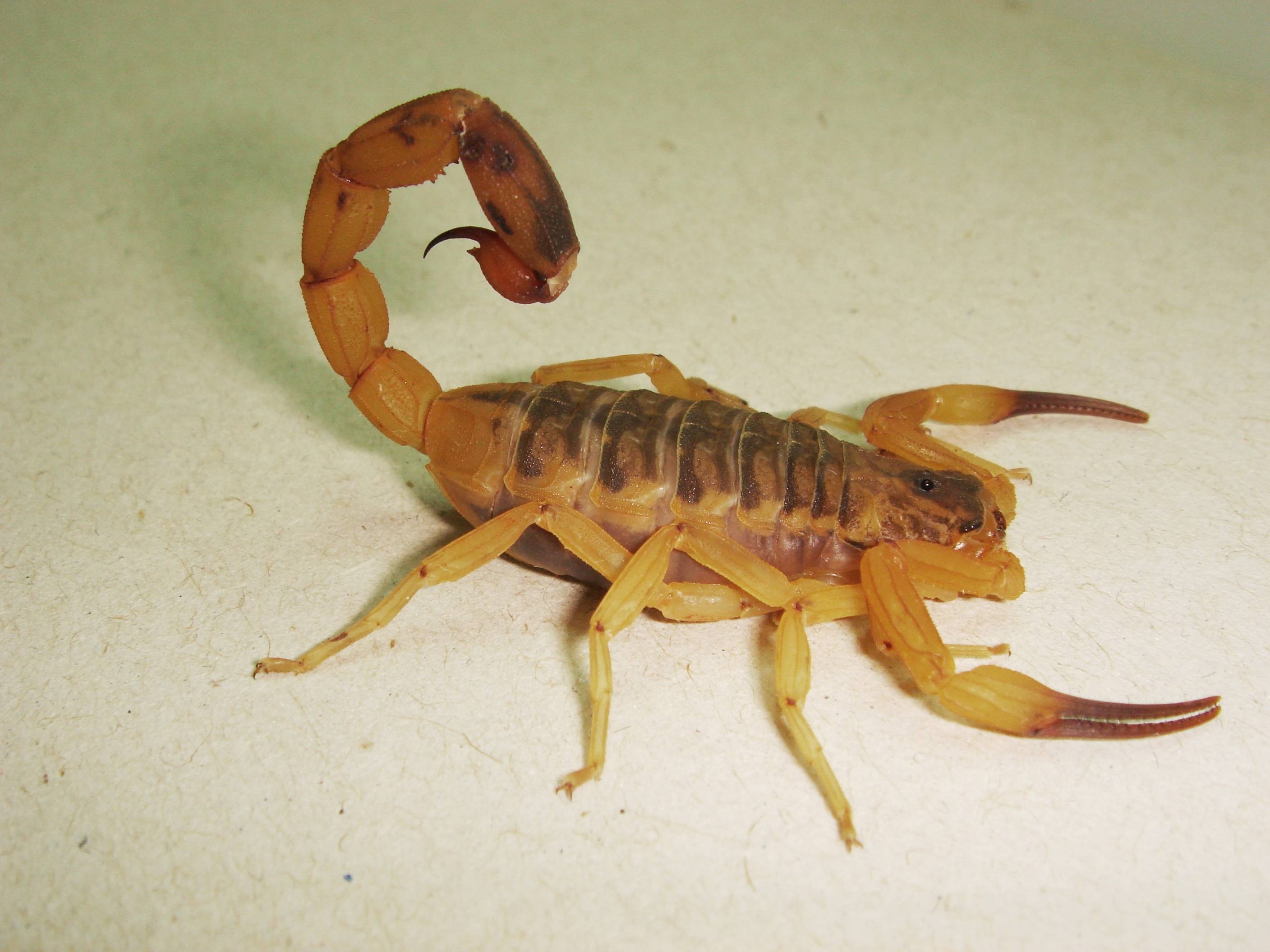 Inflammation Is Likely The Most Lethal Part Of Scorpion Stings ...