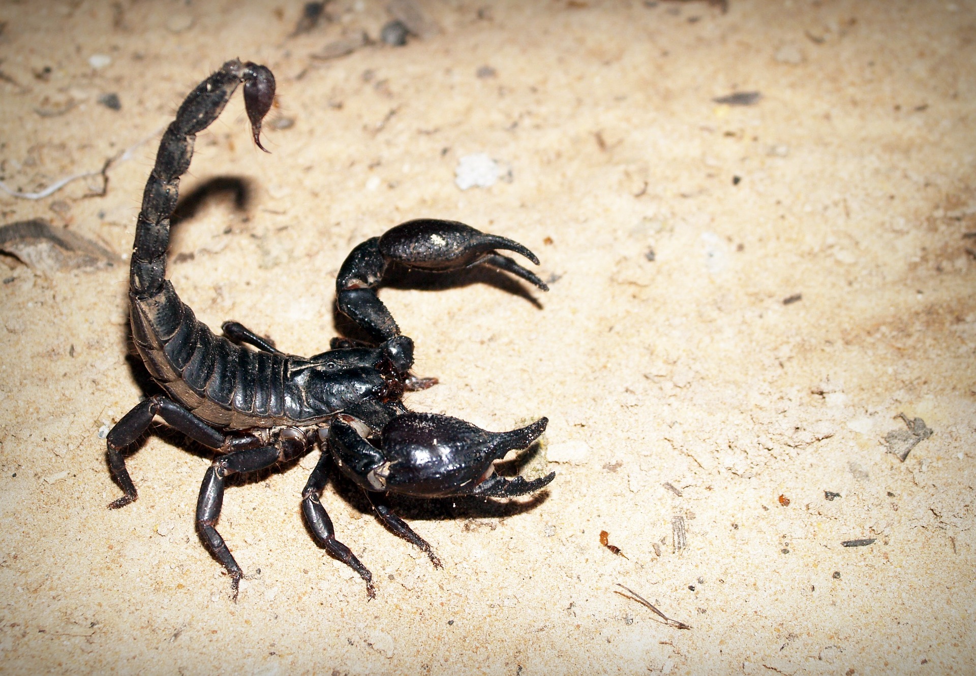 What Do I Need to Take Home My Scorpion? - The Tye-Dyed Iguana ...