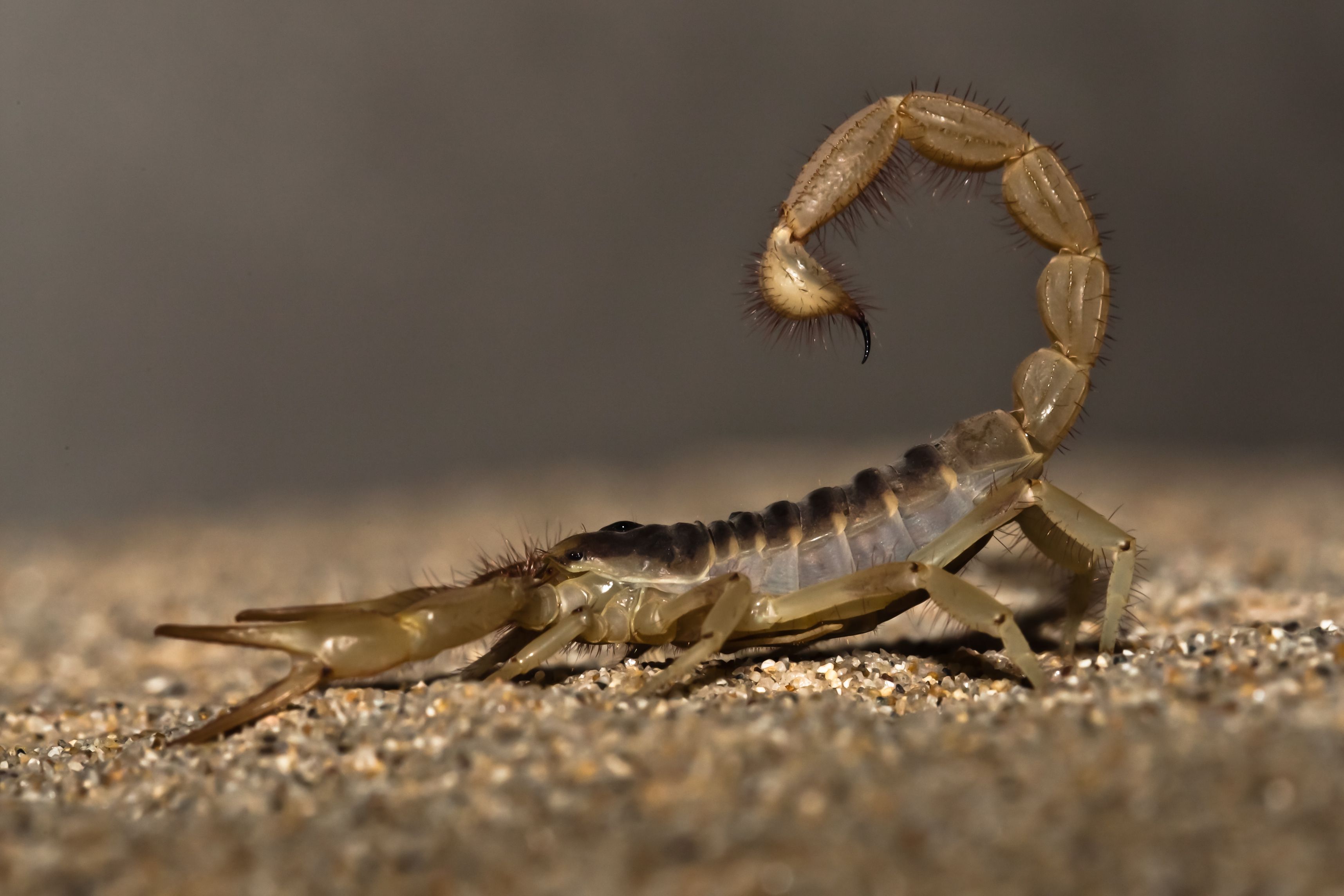 Arizona Bark Scorpions in Phoenix