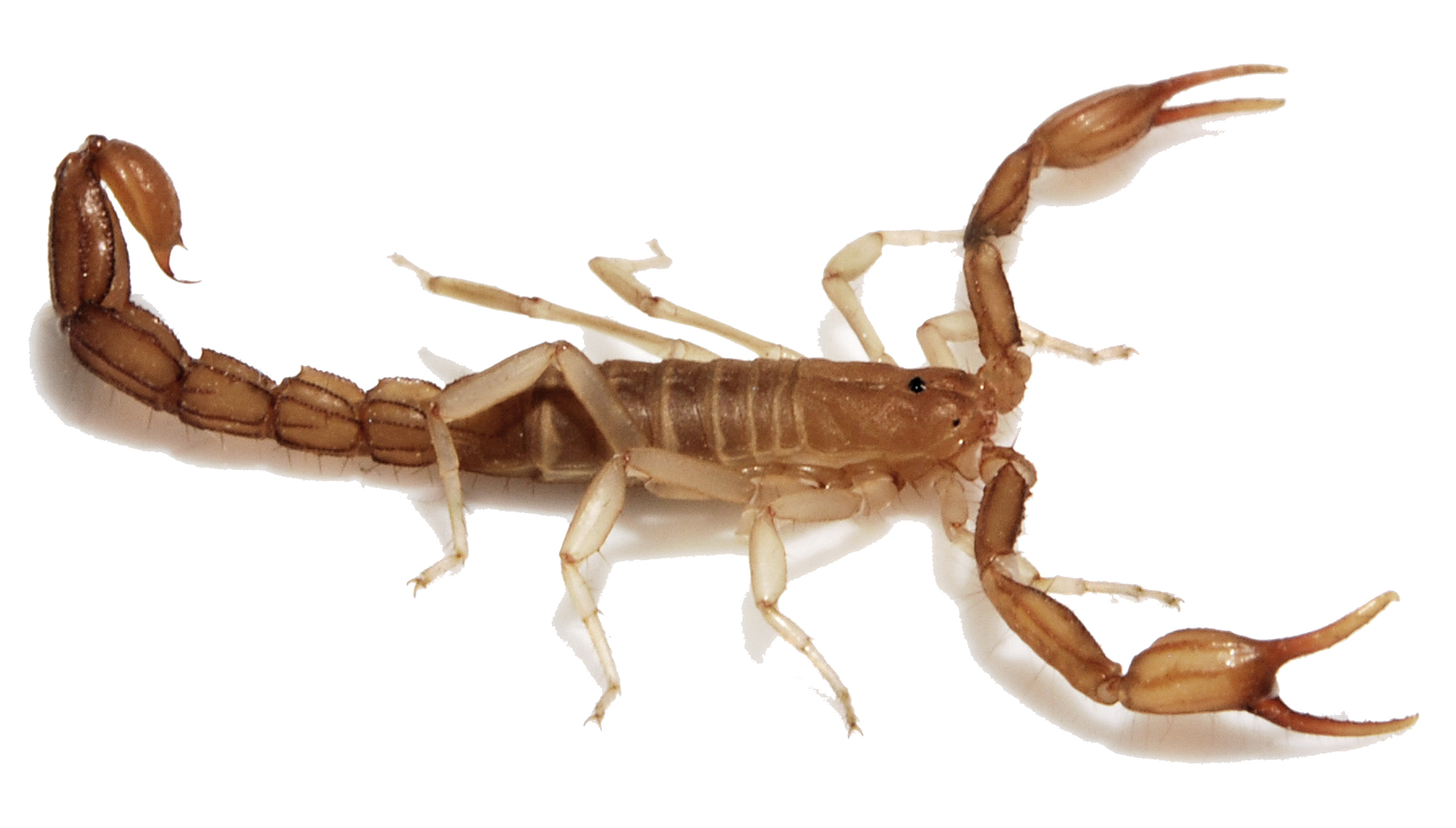 Scorpion Control AZ - Orange Pest Control | Safe and Effective