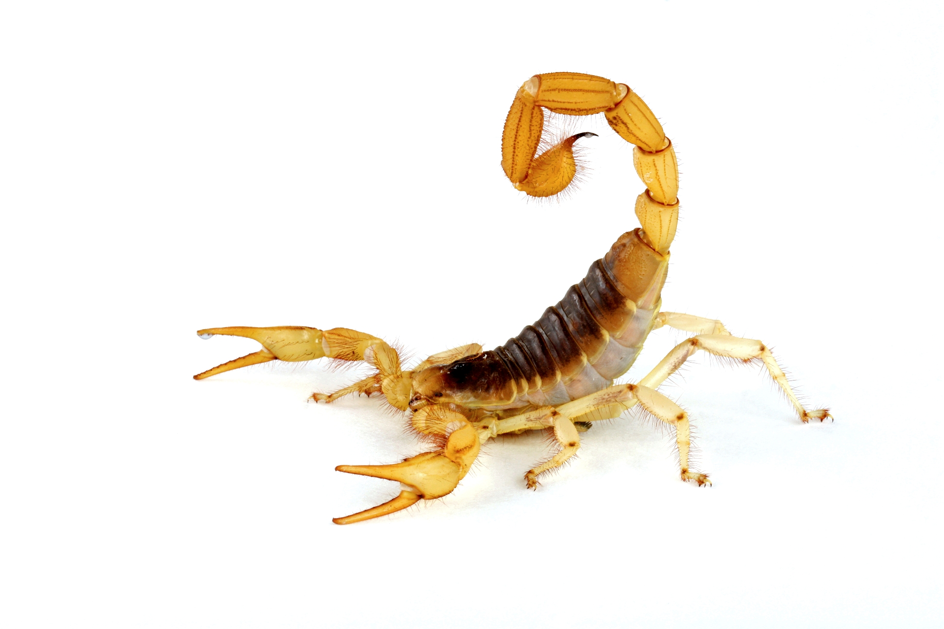 An AZ Monsoon Staple: the Scorpion – AZ Dept. of Health Services ...