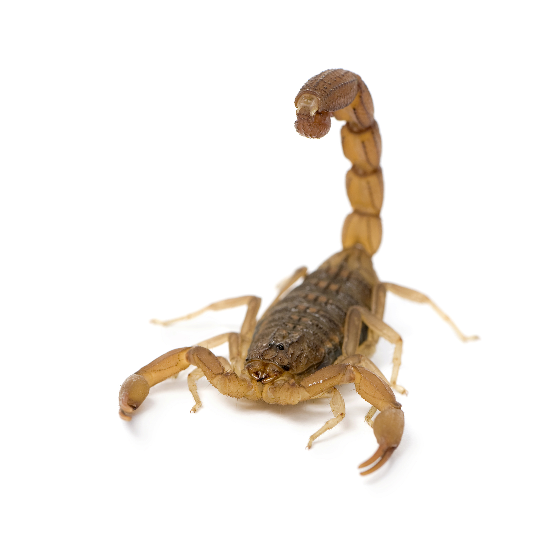 Scorpions | Pet Poison Helpline