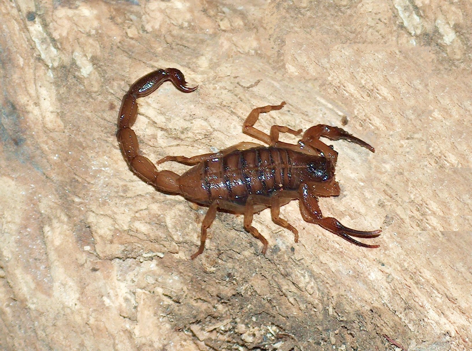 Studies Found that Local Scorpion species aren't Dangerous | The ...