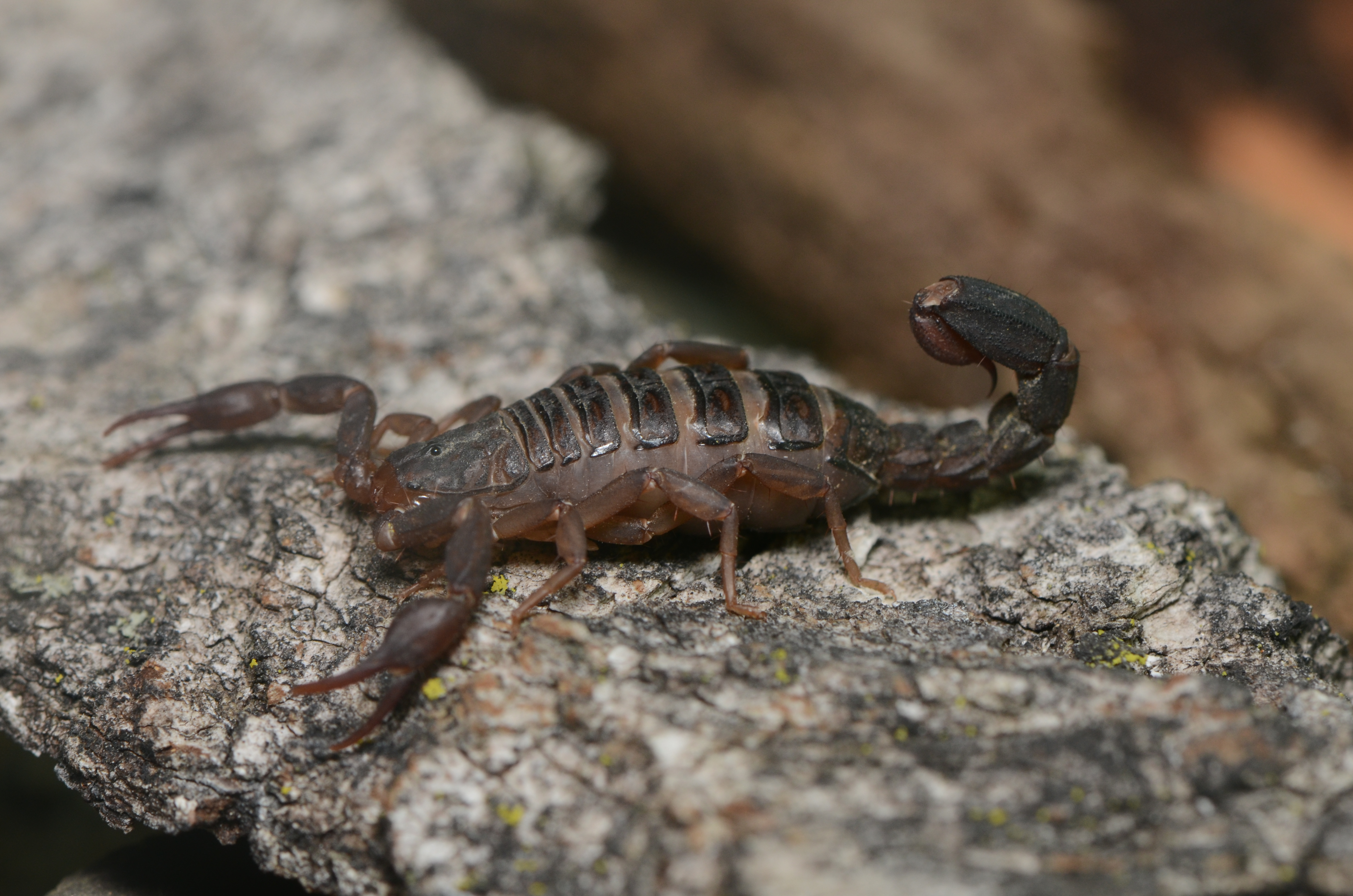 Scorpion - Wikiwand