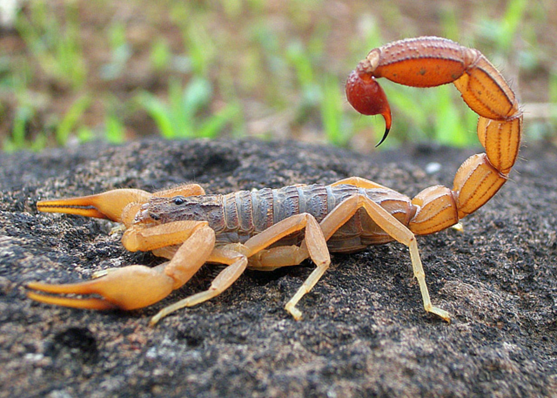 Scorpion Venom Toxin Reduces Severity of Rheumatoid Arthritis in ...