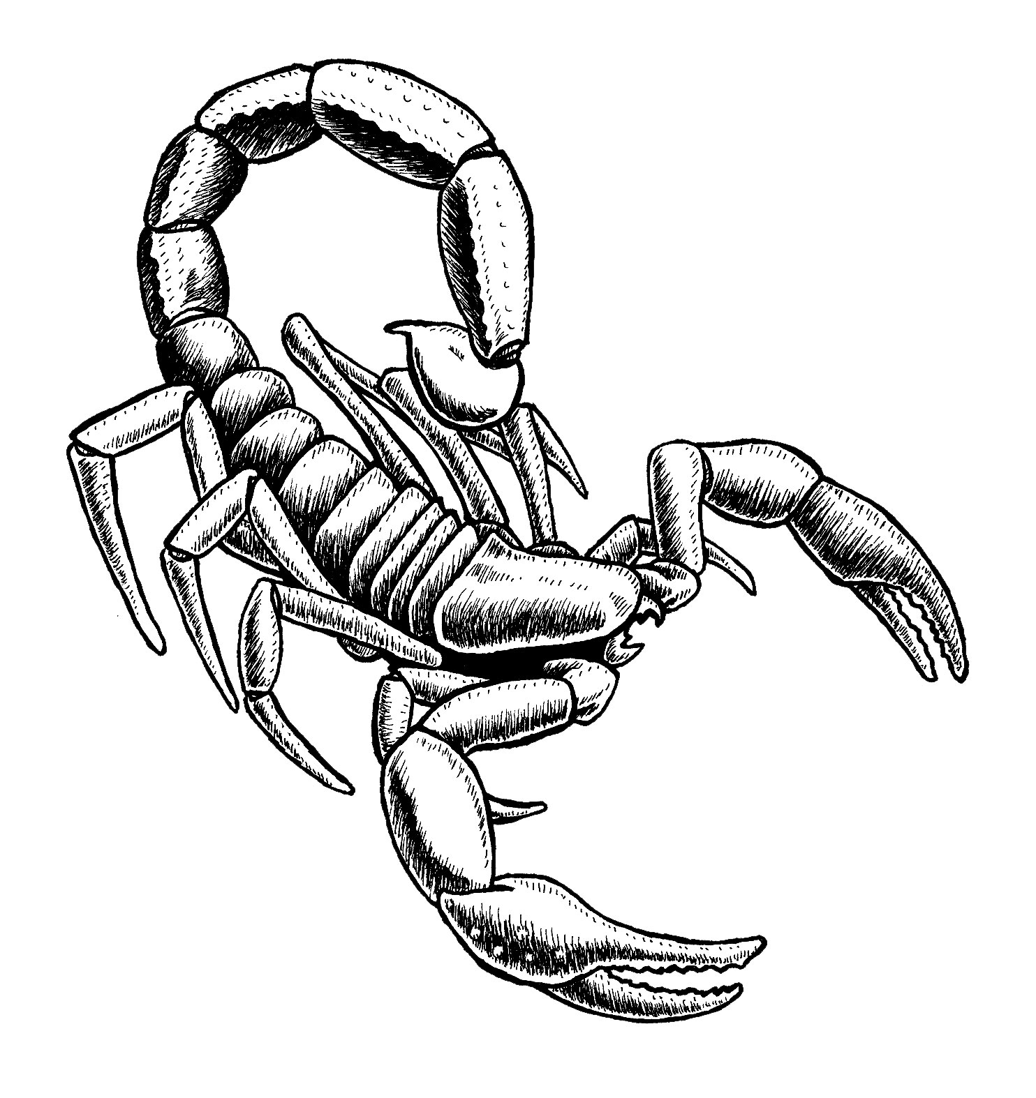 Easy Scorpion Drawing at GetDrawings.com | Free for personal use ...