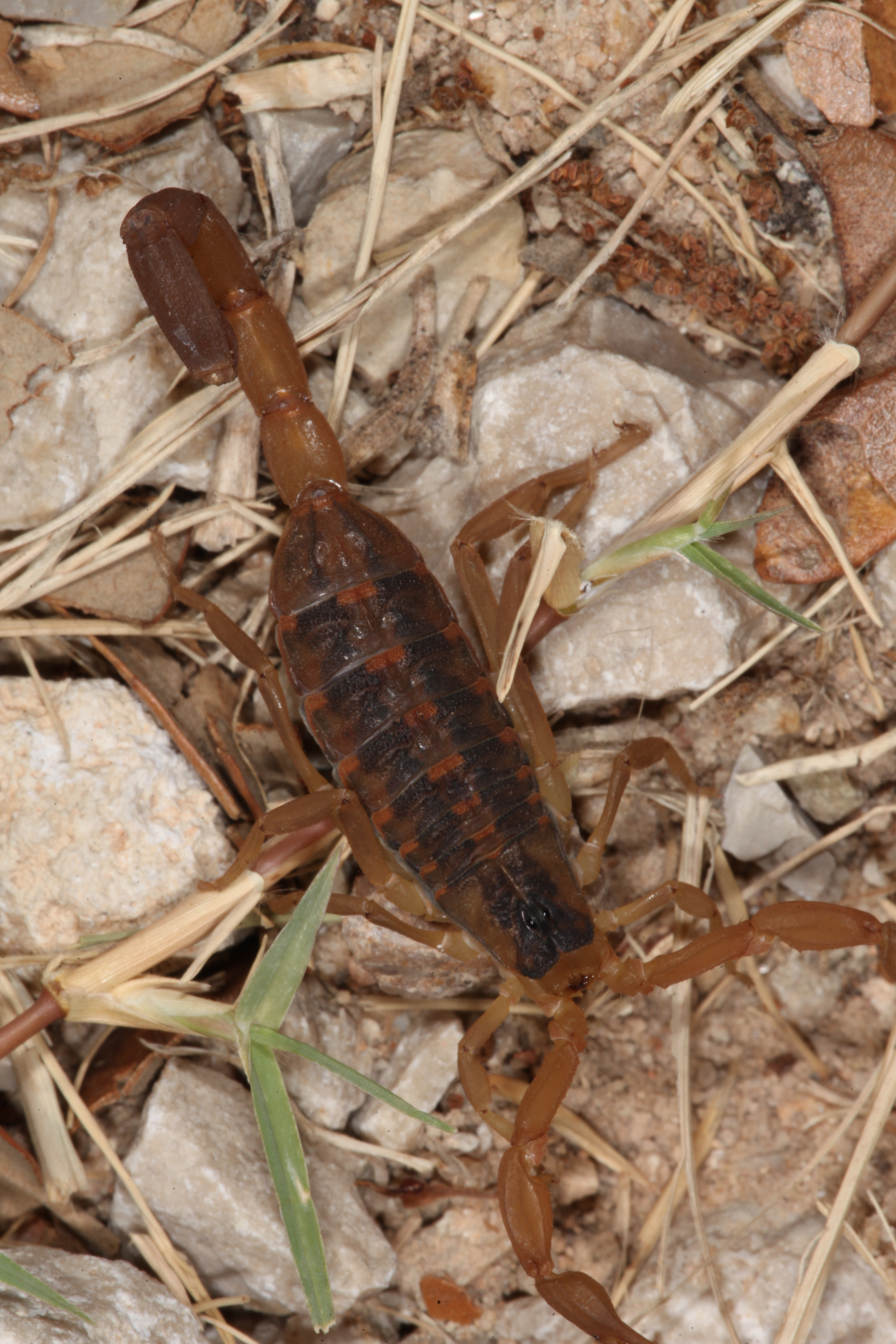 Scorpion, Arachnid, Close, Insect, Macro, HQ Photo