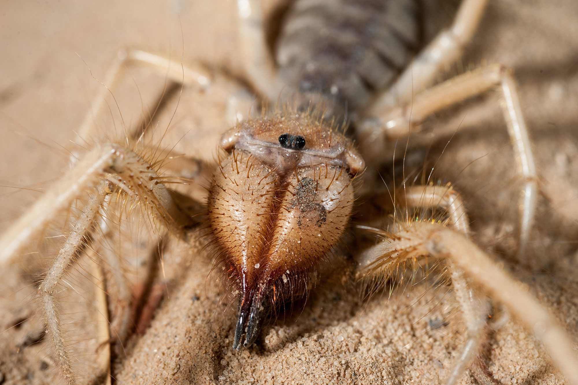 Half-spider, half-scorpion — all evil