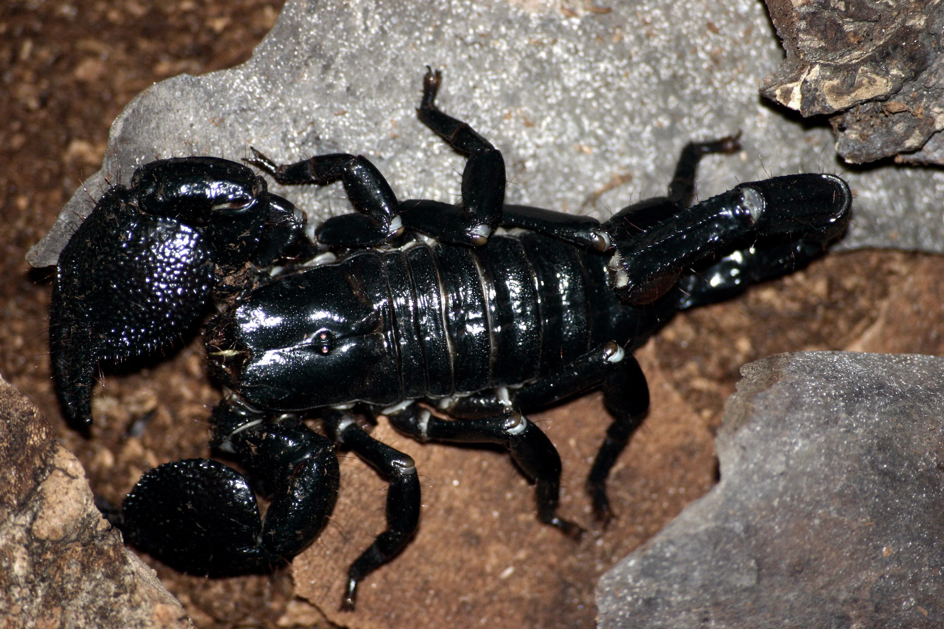 Naturally Deter Scorpions | Scorpion, Insects and Animal