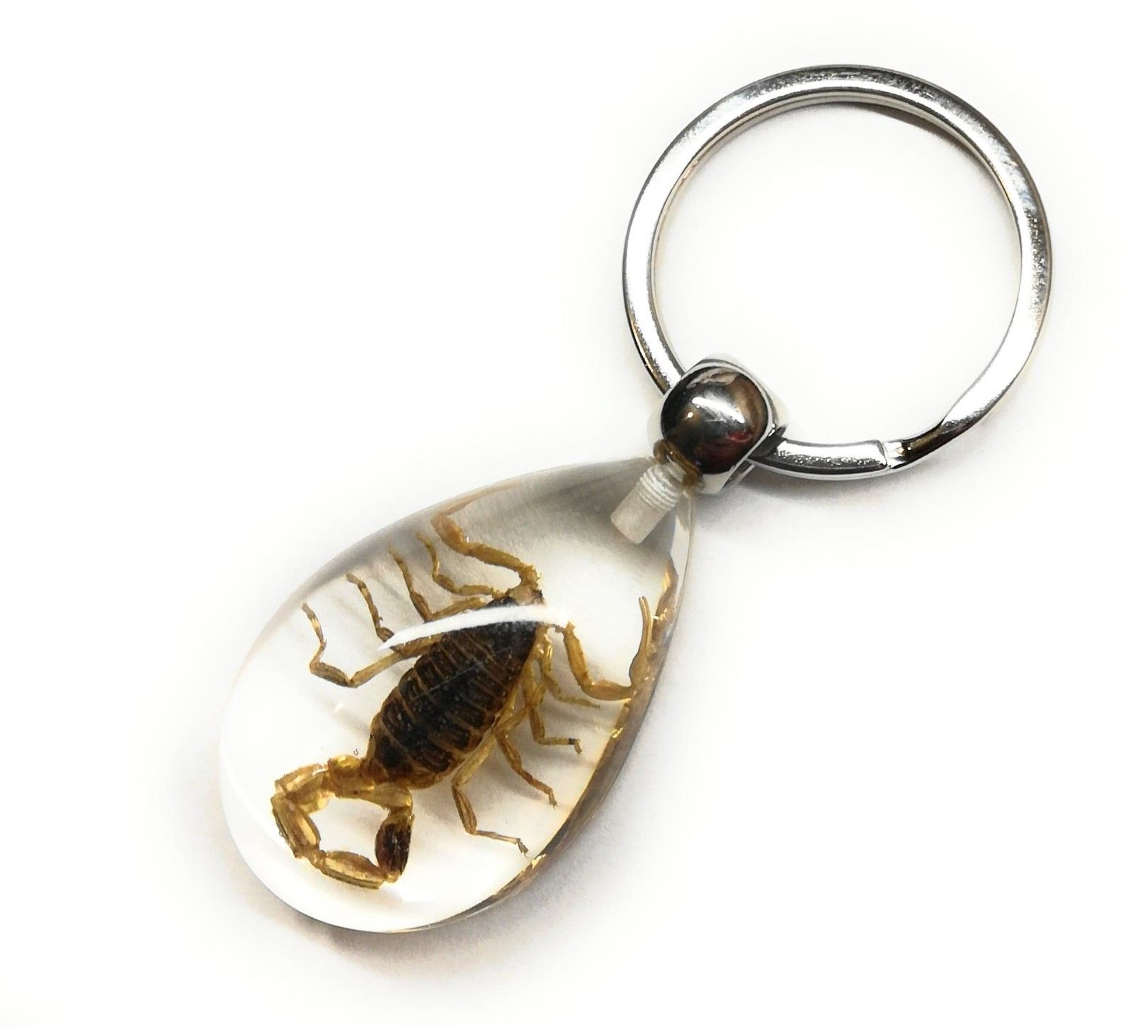 Real Insect Key Ring / Bug Keychain Resin Scorpion Spiders Crab ...