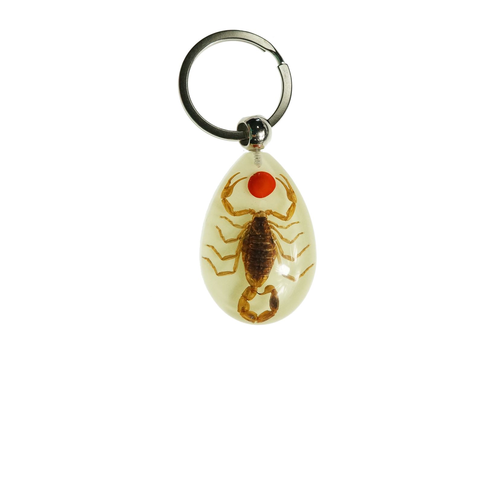 Real Crab Beetle Black Scorpion Insect Glow In the Dark Key Chain ...