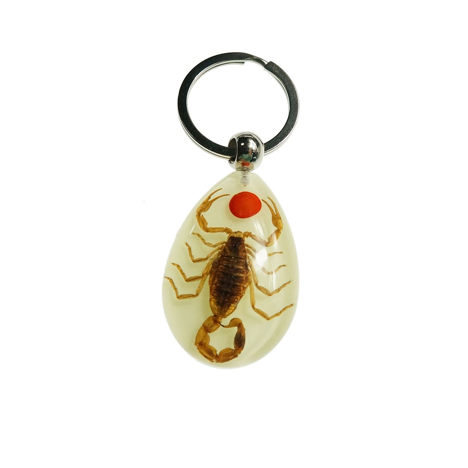 Amazon.com: Real Crab Beetle Black Scorpion Insect Glow In the Dark ...