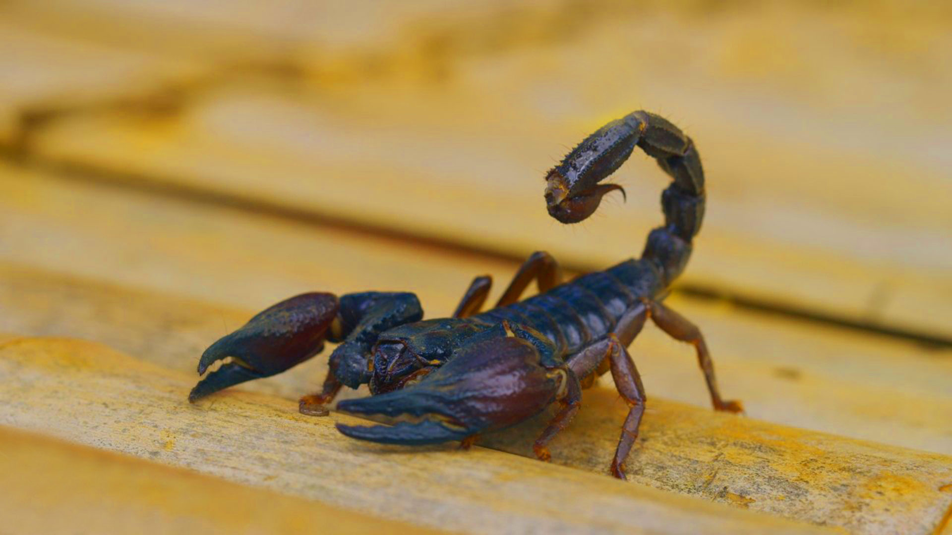 Scorpion macro photo
