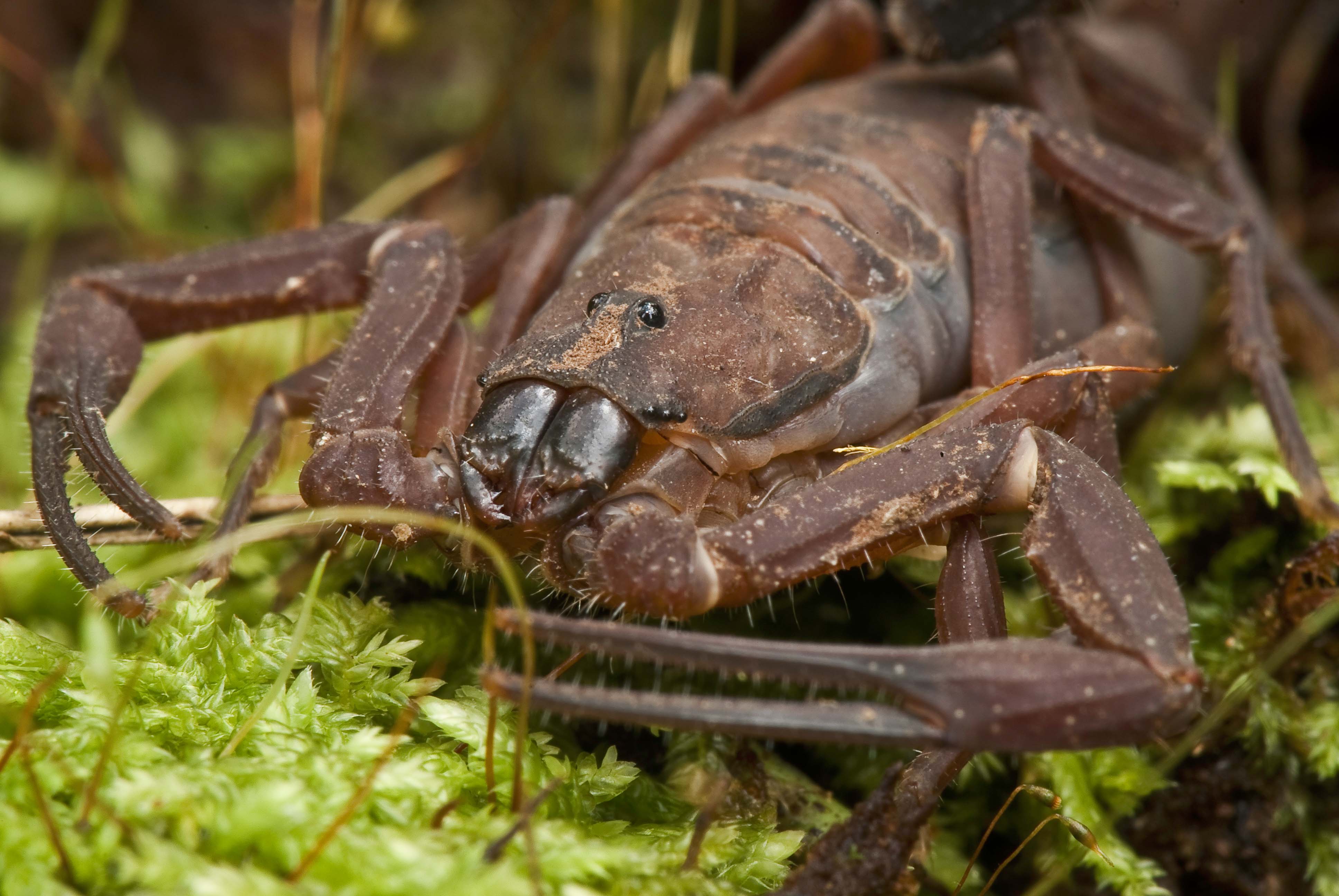 Scorpion macro photo