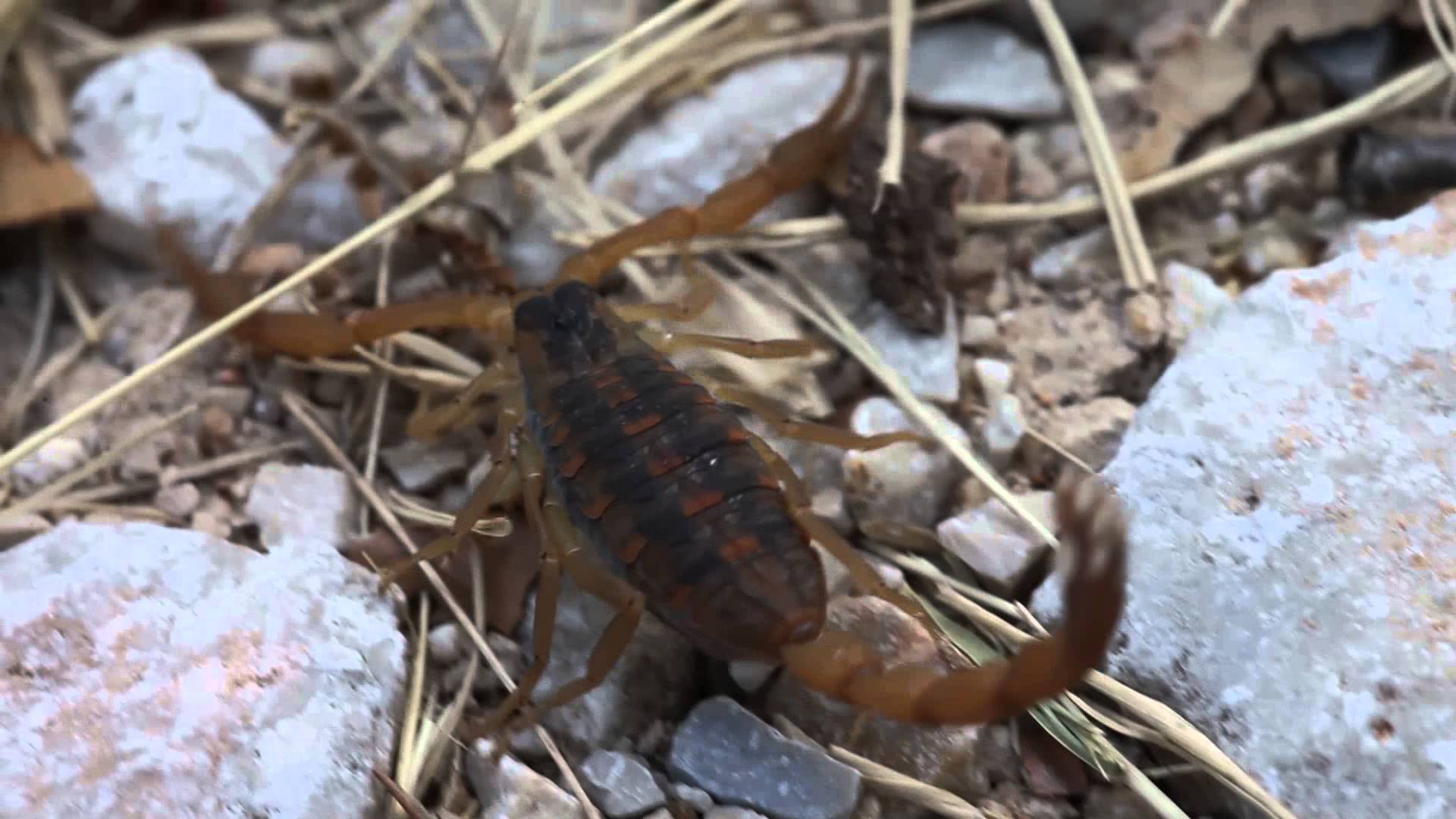 Texas Stripped Bark Scorpion macro video - YouTube