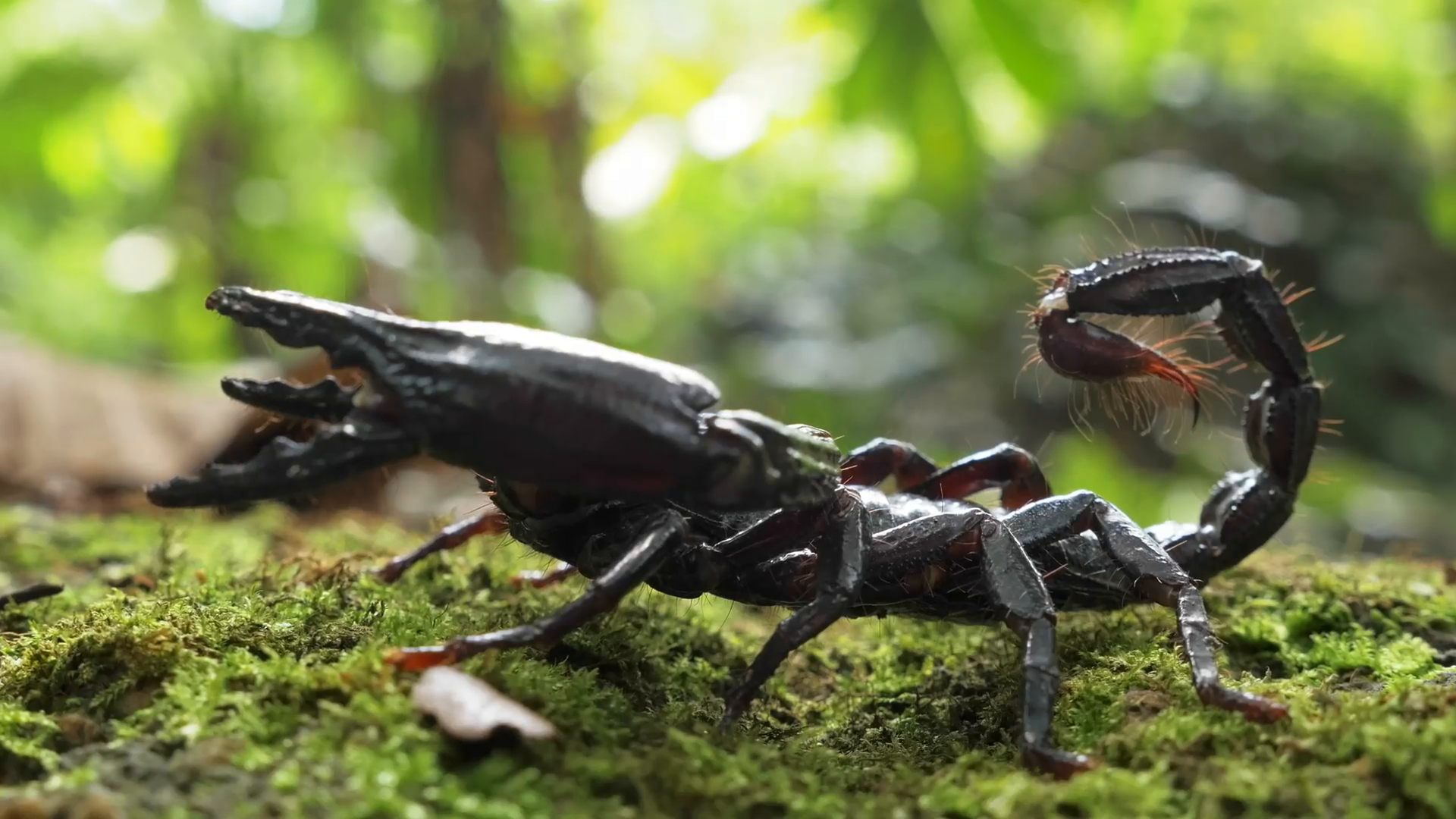 Close up macro view of Giant Forest Scorpion with big black claws ...