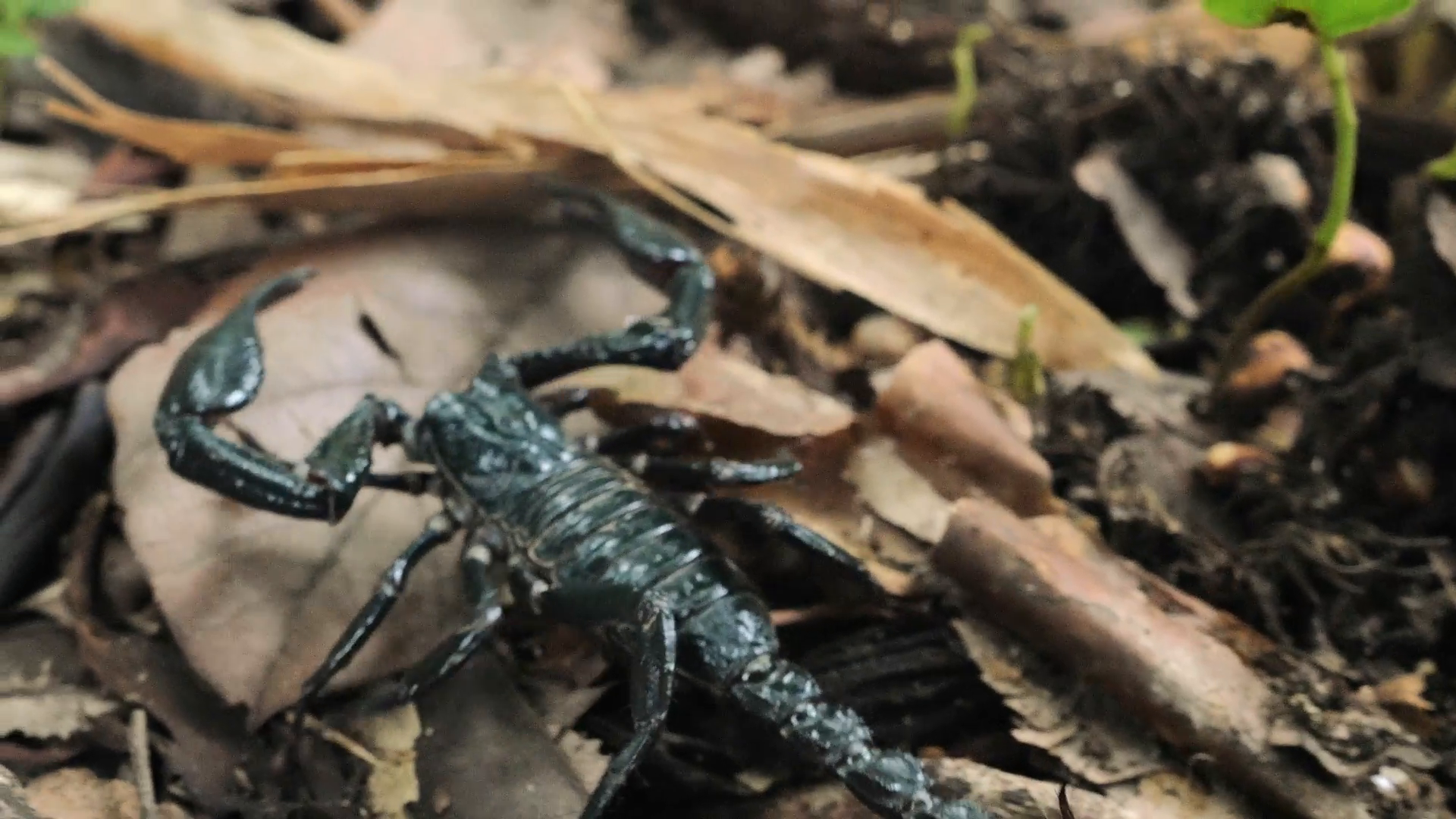 Detailed macro view of scorpion's legs, tail with stinger and claws ...