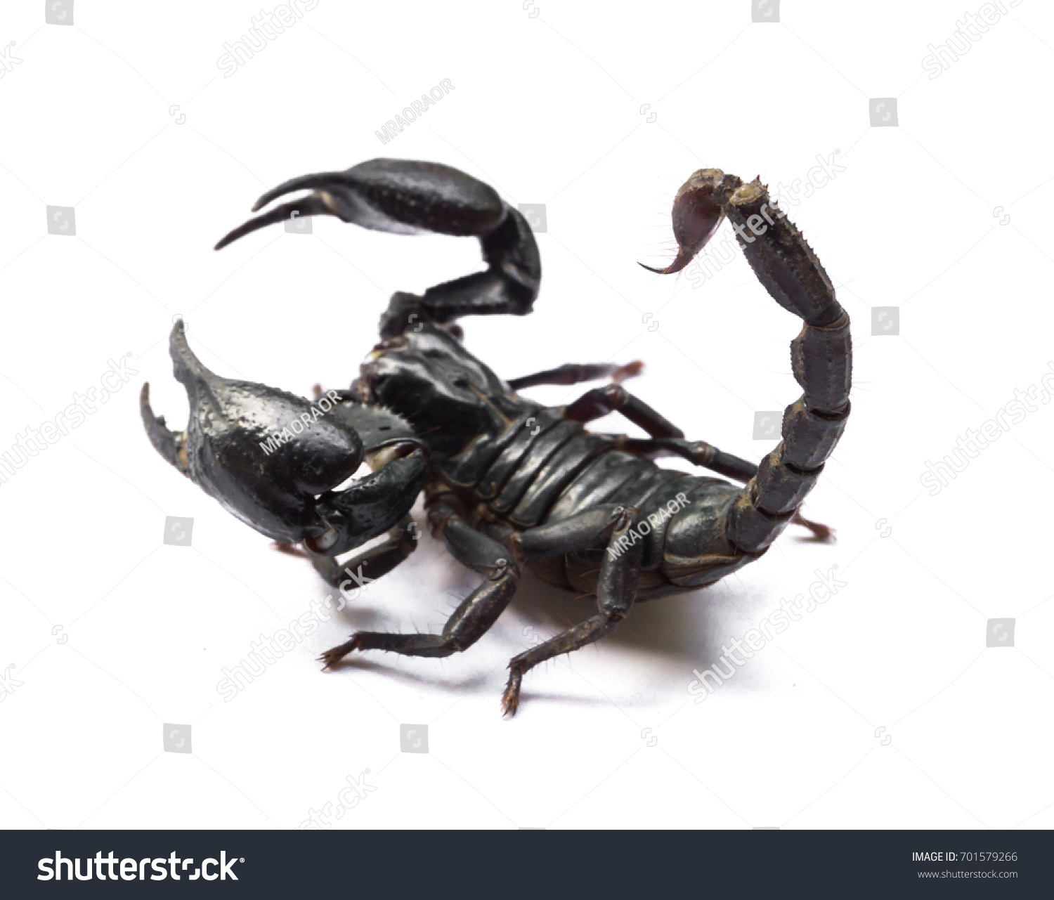 Scorpion On White Background Poisonous Animals Stock Photo (Download ...