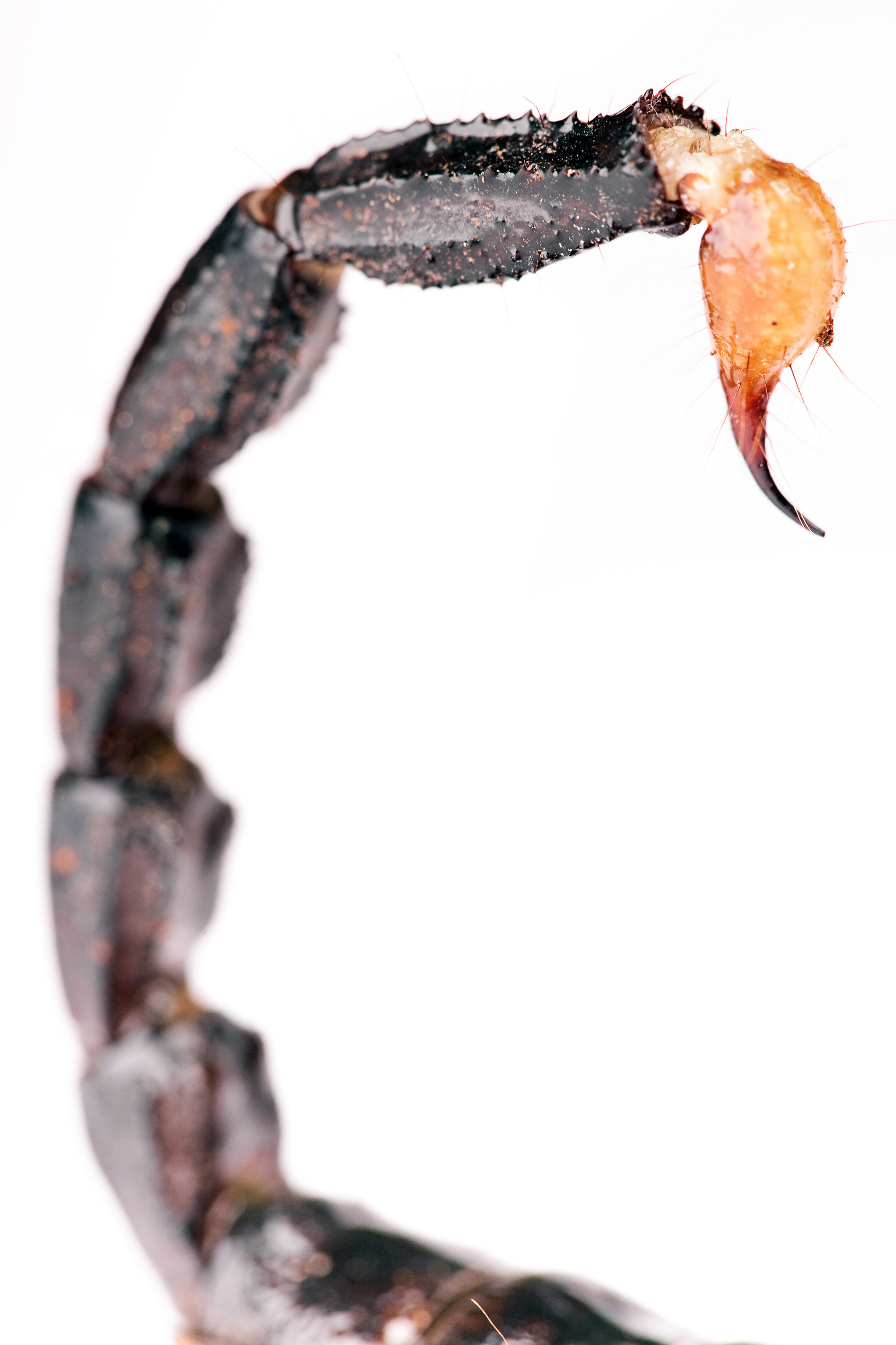 Scorpion tail photo