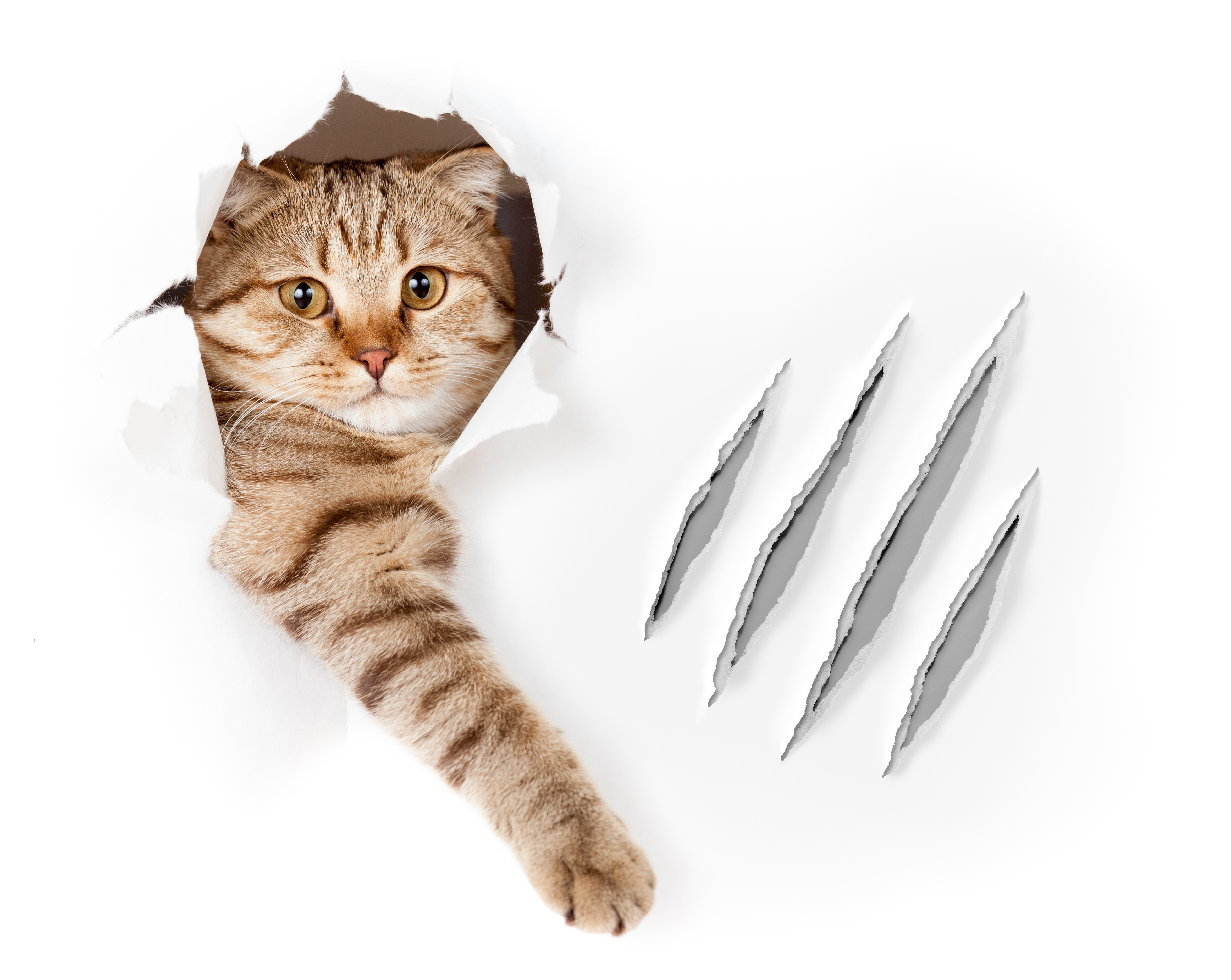 Paws Need Claws - Prevent Scratching without Declawing! - Cat Tales