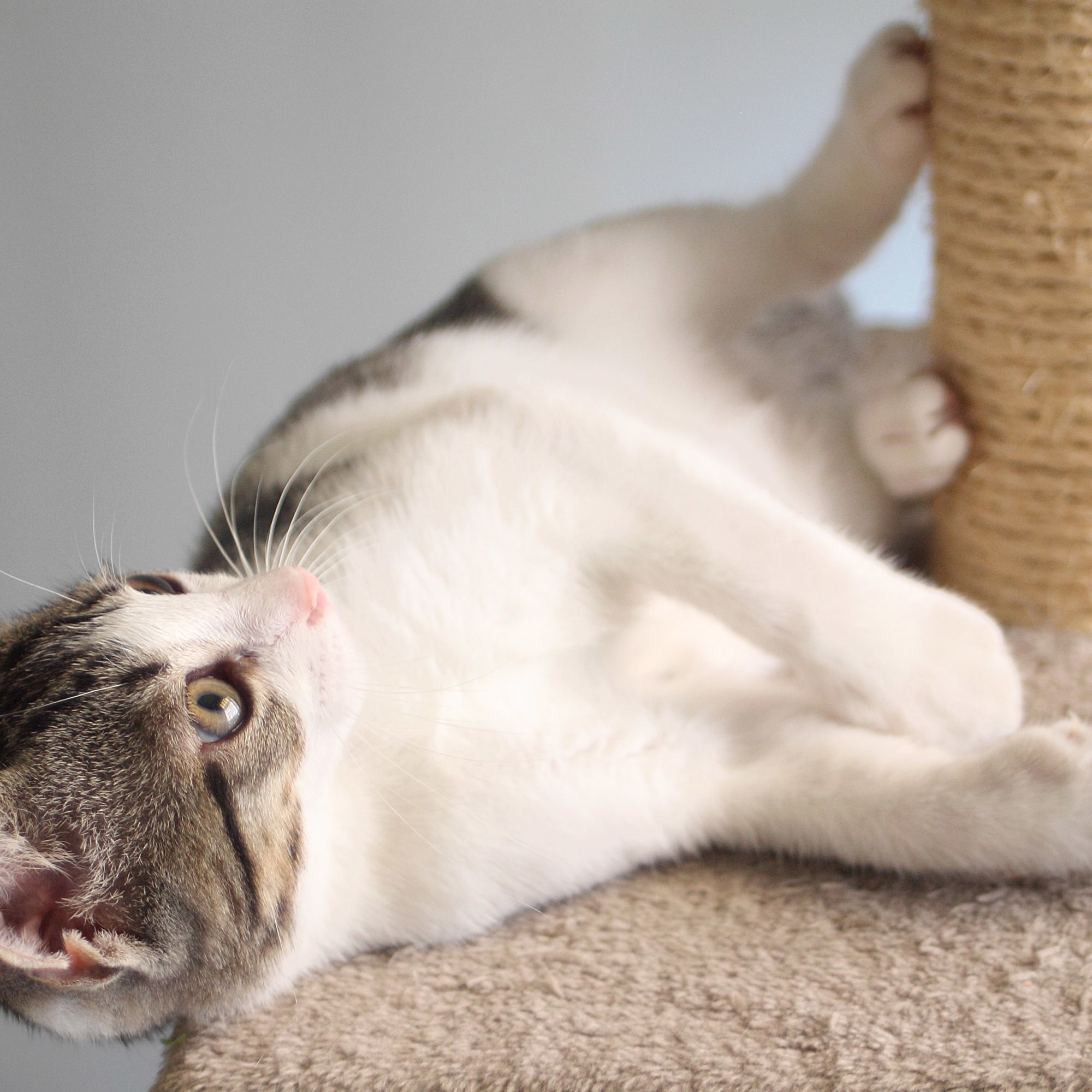 Cat Scratching Posts and Cat Tree - Free Shipping Today - Overstock ...