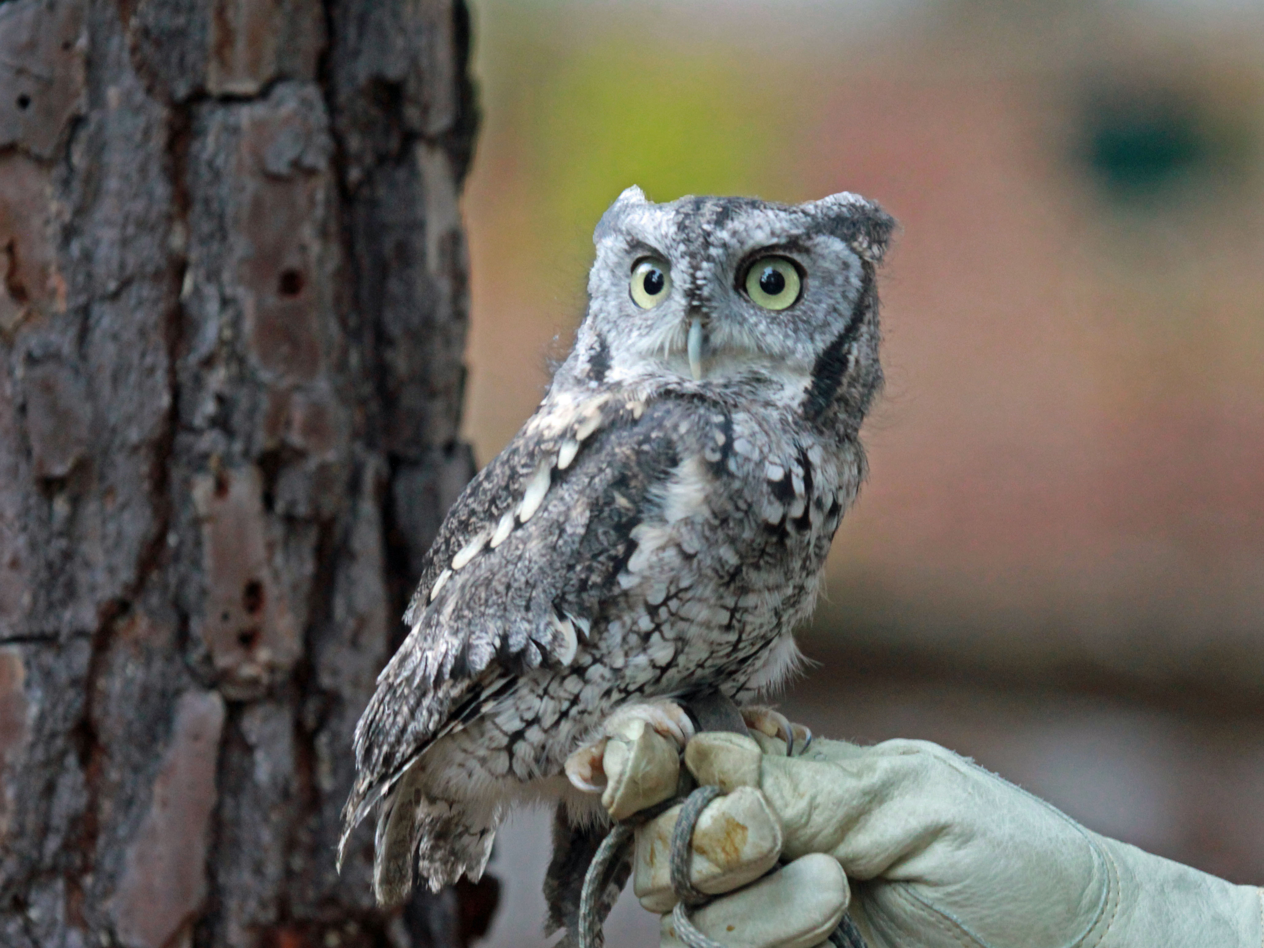 File:Eastern Screech Owl RWD at CRC3.jpg - Wikimedia Commons