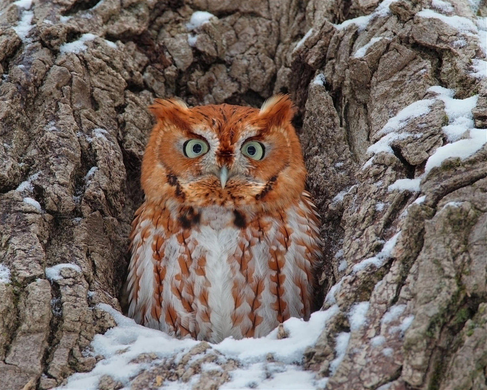 What Would a Screech-Owl Want With a Blind Snake? | Audubon