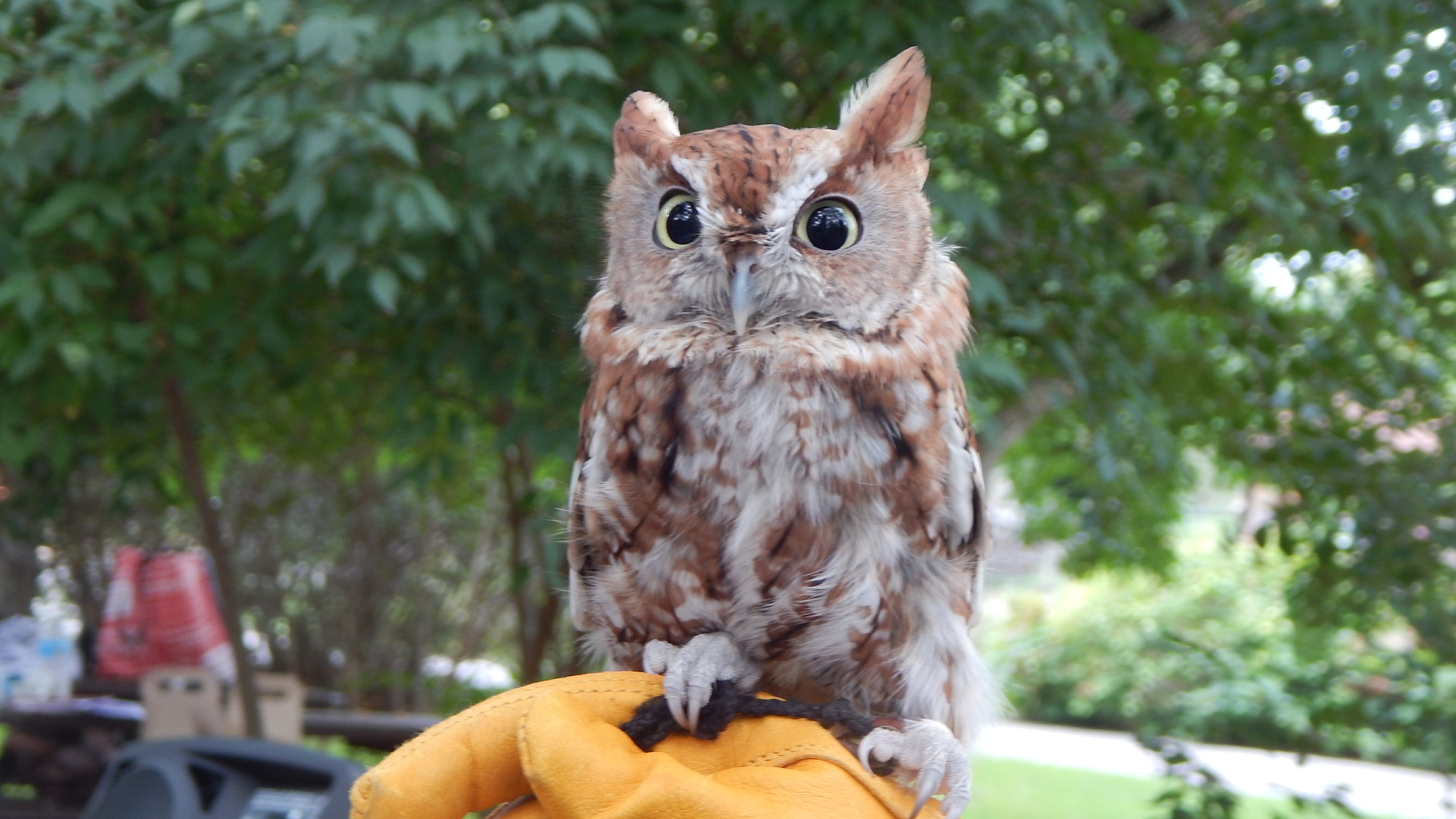 Eastern Screech Owl - Potawatomi Zoo