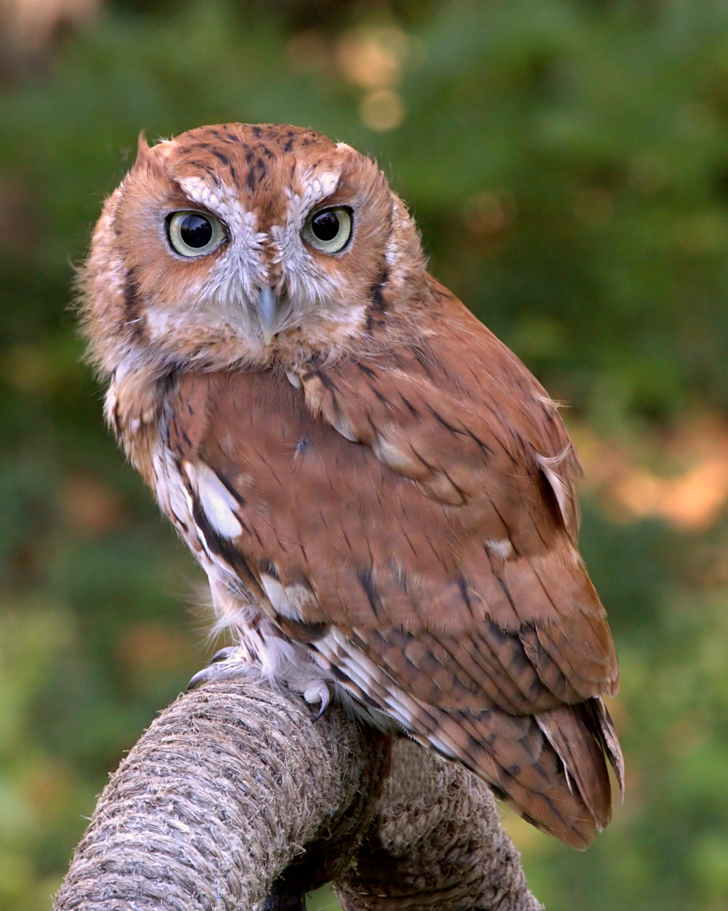Eastern Screech Owl - Megascops asio - Visit Fort Collins