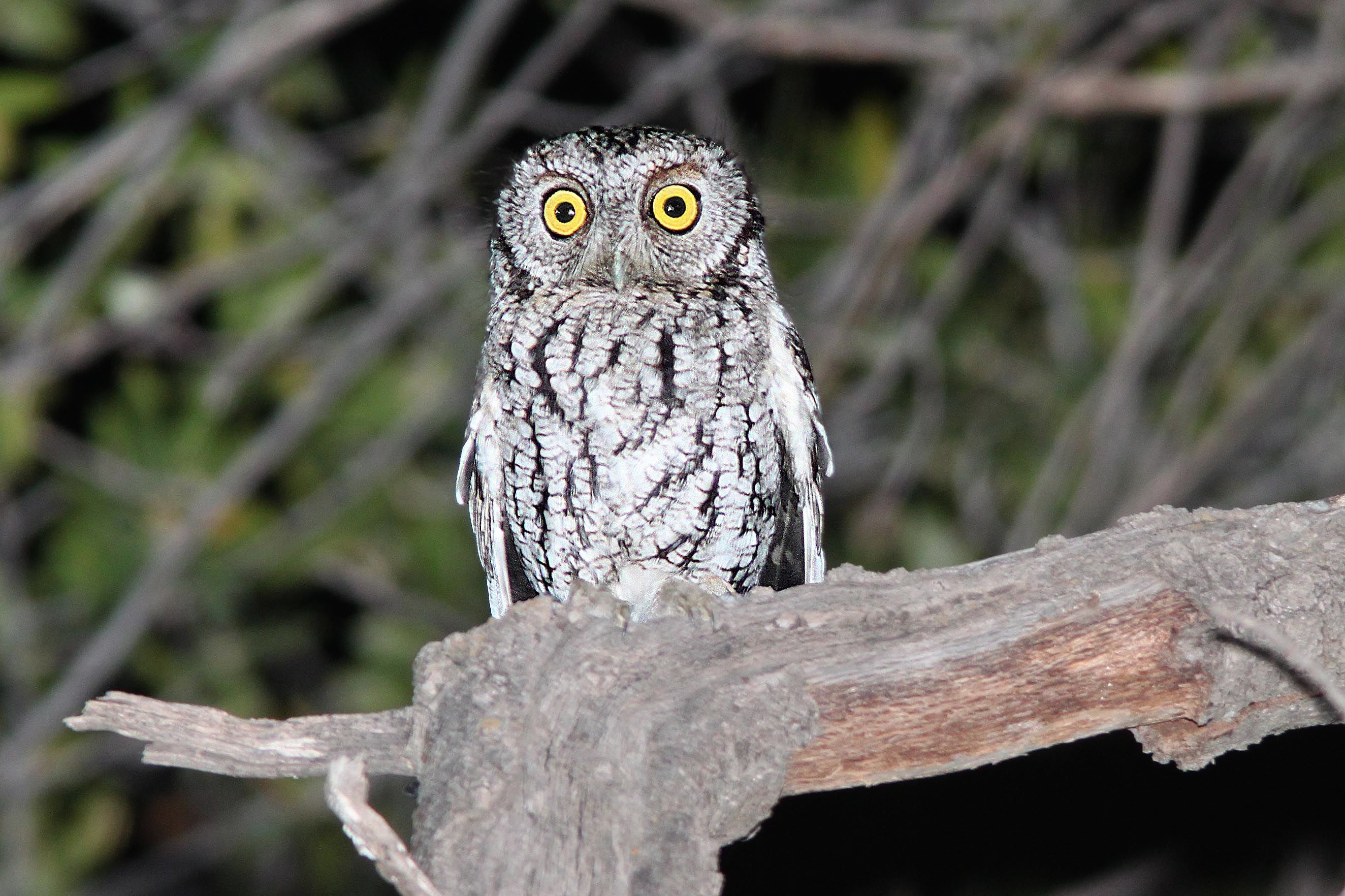 Whiskered screech owl - Wikipedia