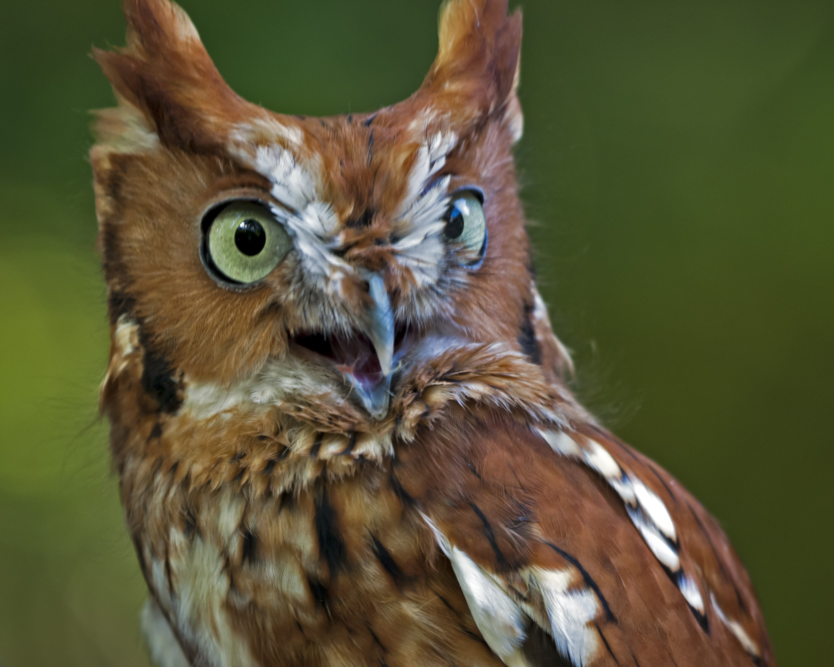 Eastern Screech Owl | Piedmont Gardener