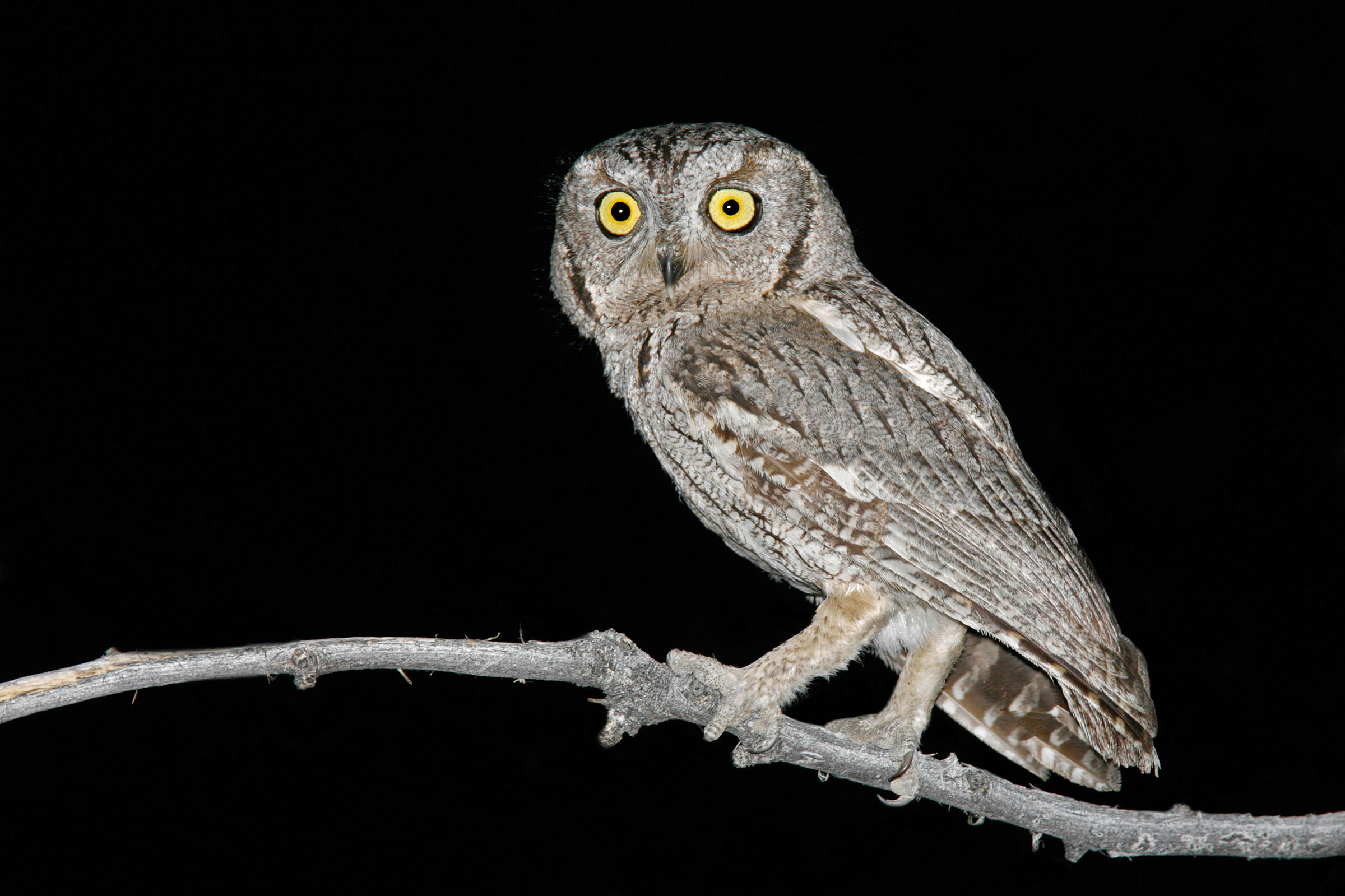 Western Screech-Owl | Audubon Field Guide