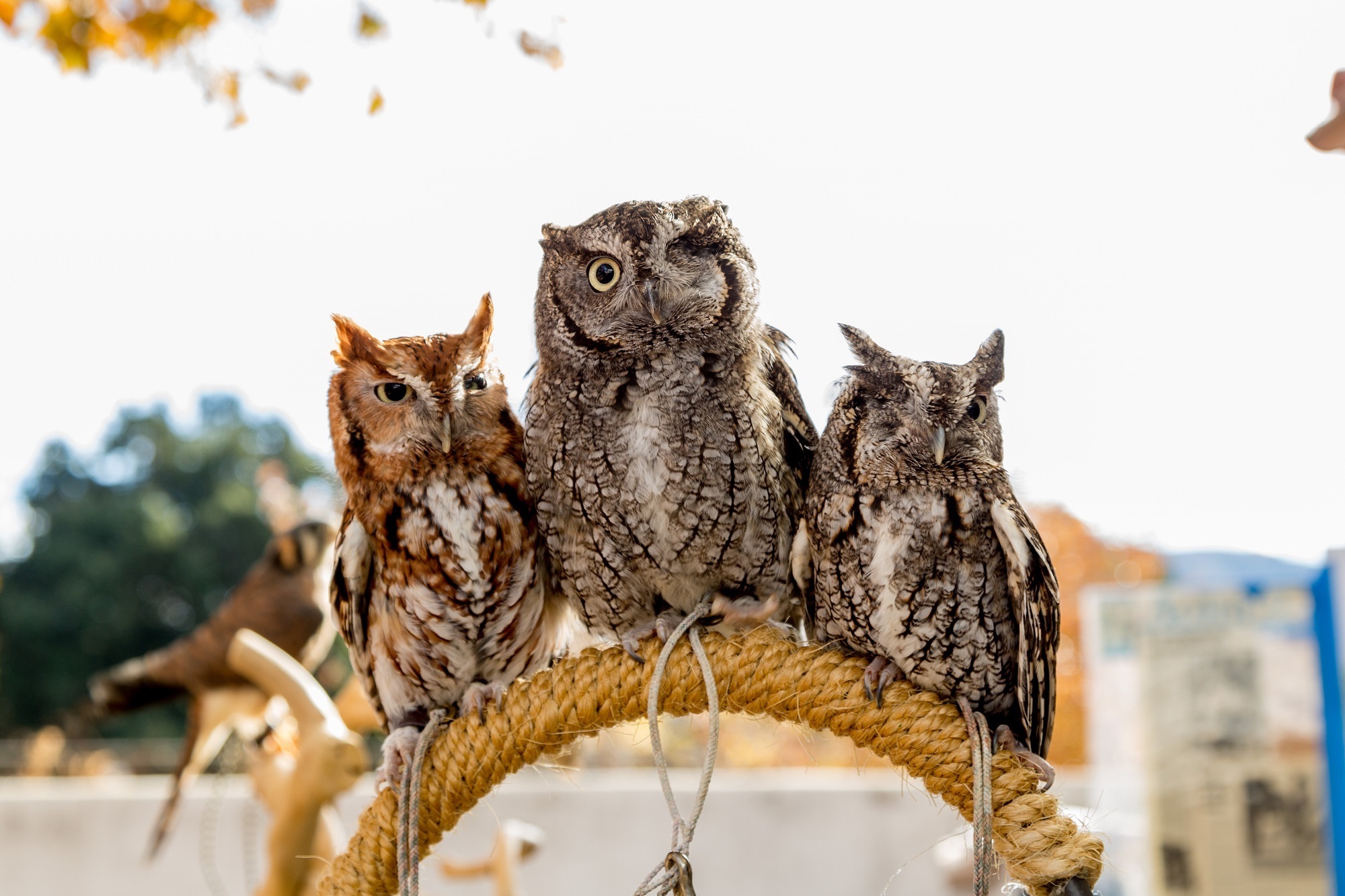 Screech owls photo