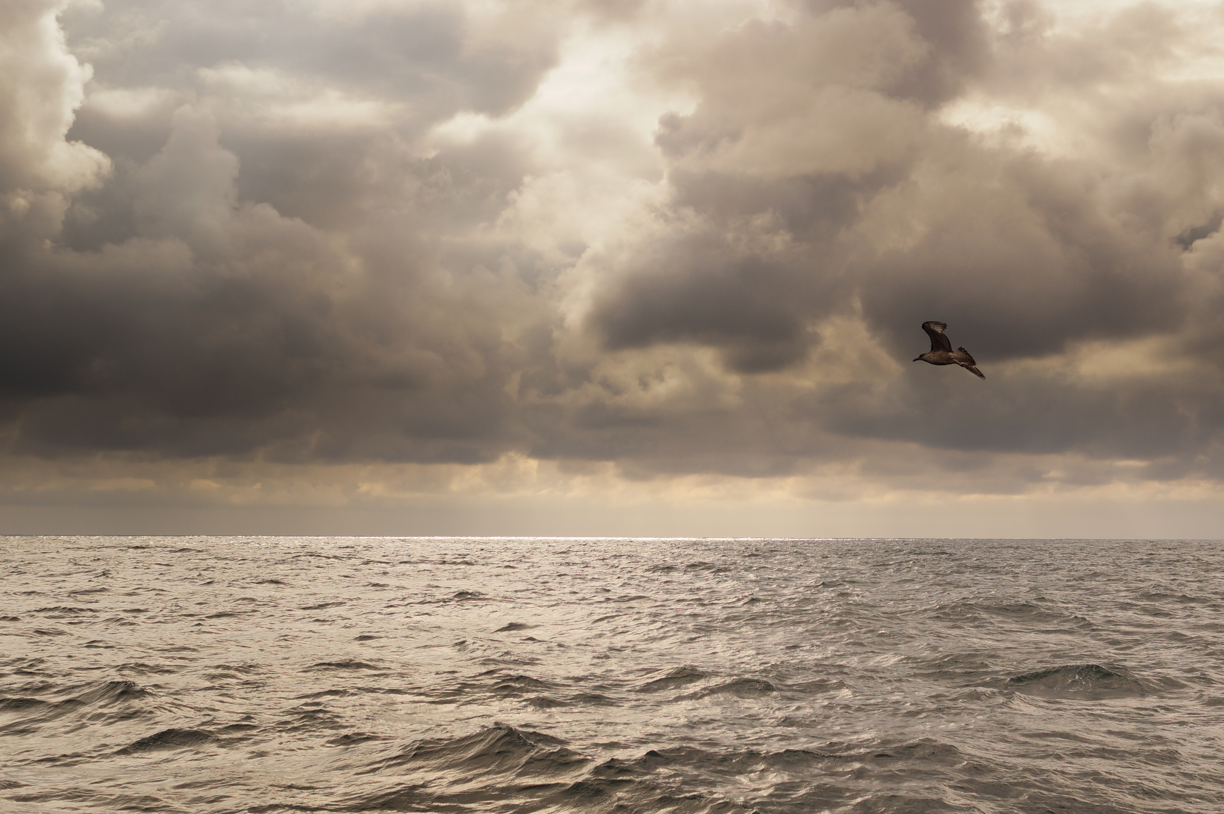 Sea, Animal, Bird, Cloud, Cloudy, HQ Photo