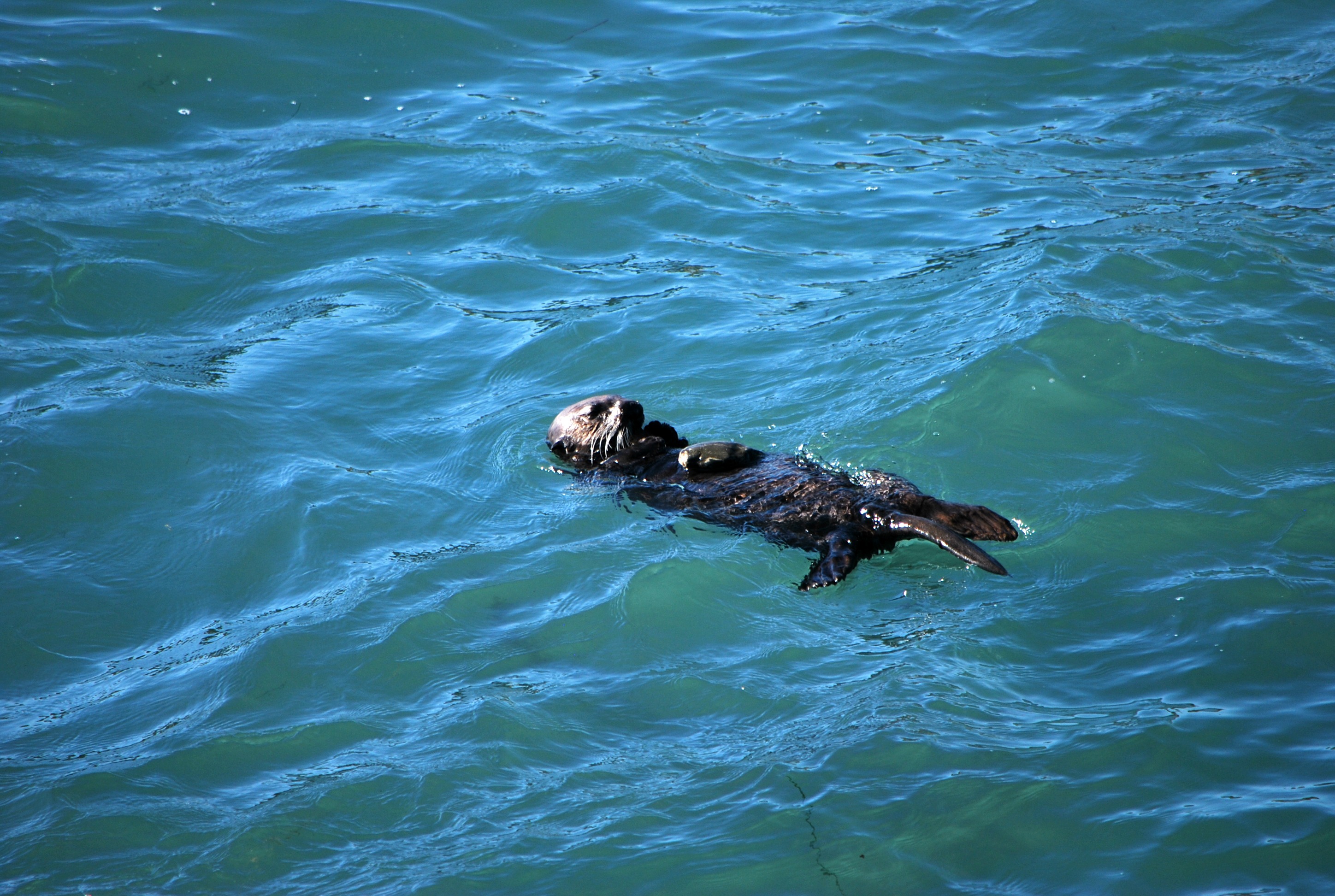 A Crushing Bite Gives Sea Otters Their Cute Mugs – Phenomena: Laelaps