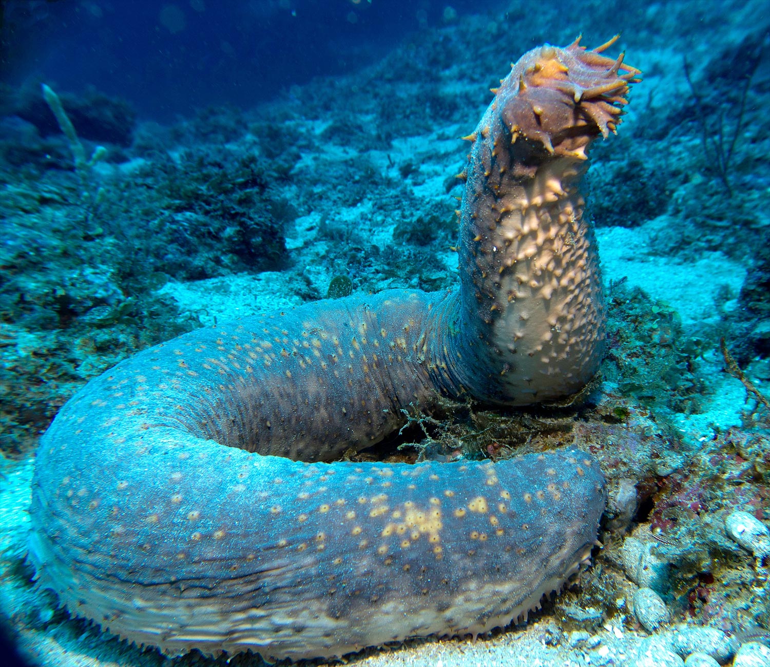 Giant Sea Cucumber Eats With Its Anus – National Geographic Blog