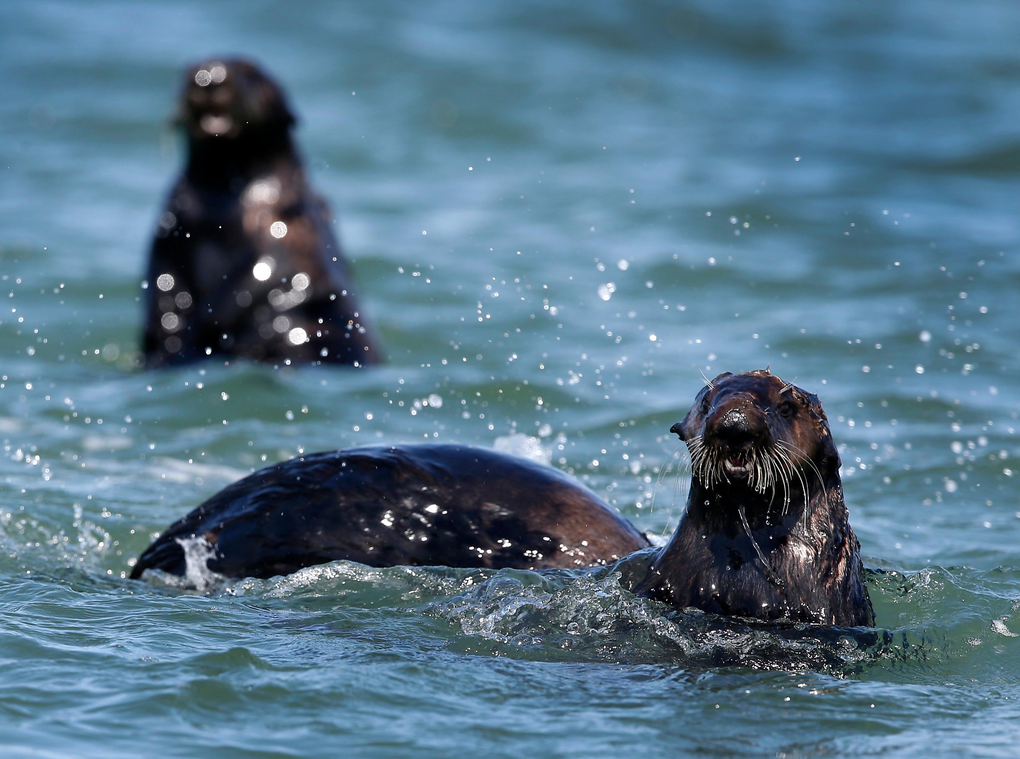 Monterey Bay Aquarium's program to save sea otters revives their ...