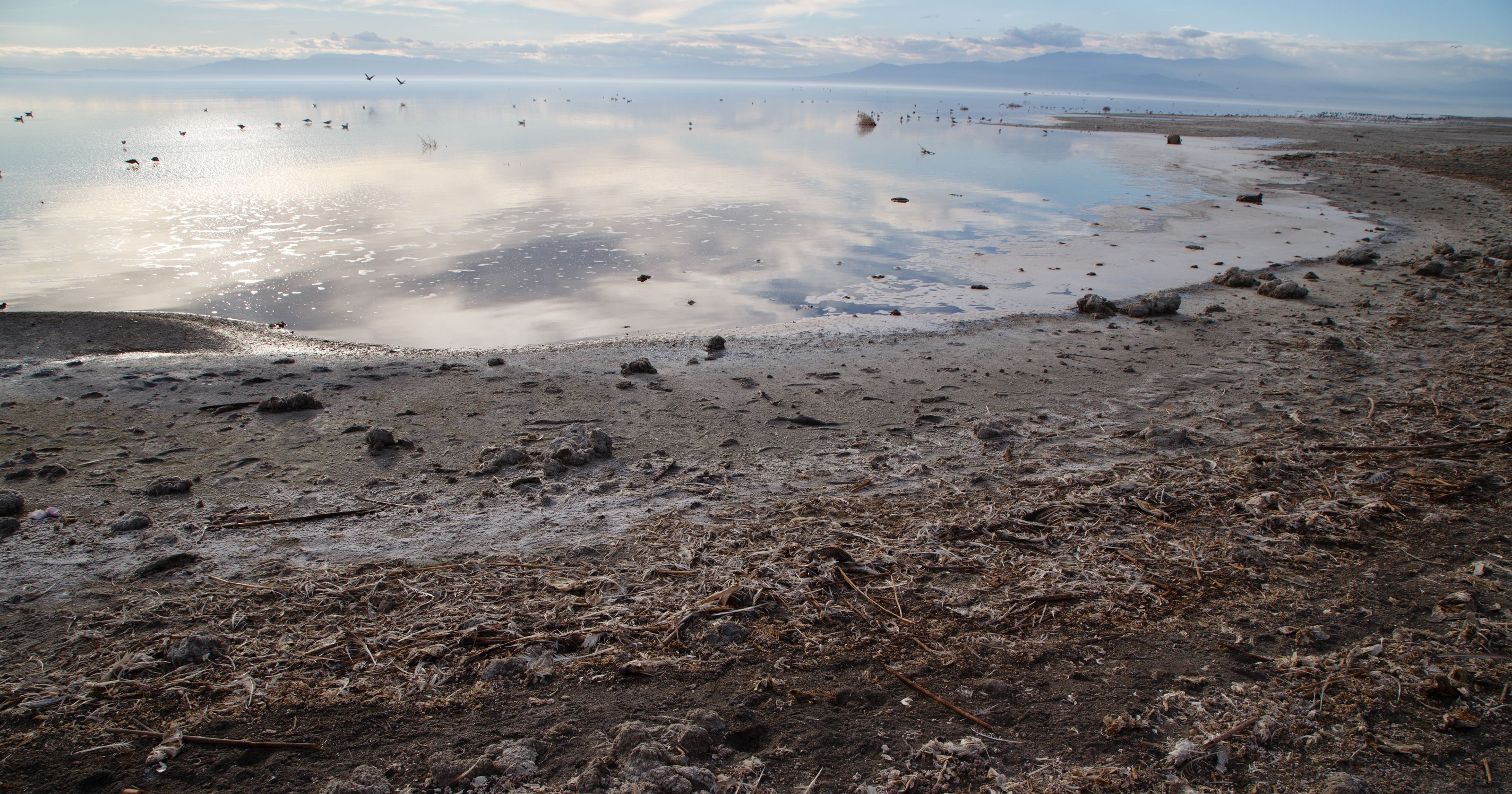 Negotiations toward a Salton Sea consensus are progressing, water ...