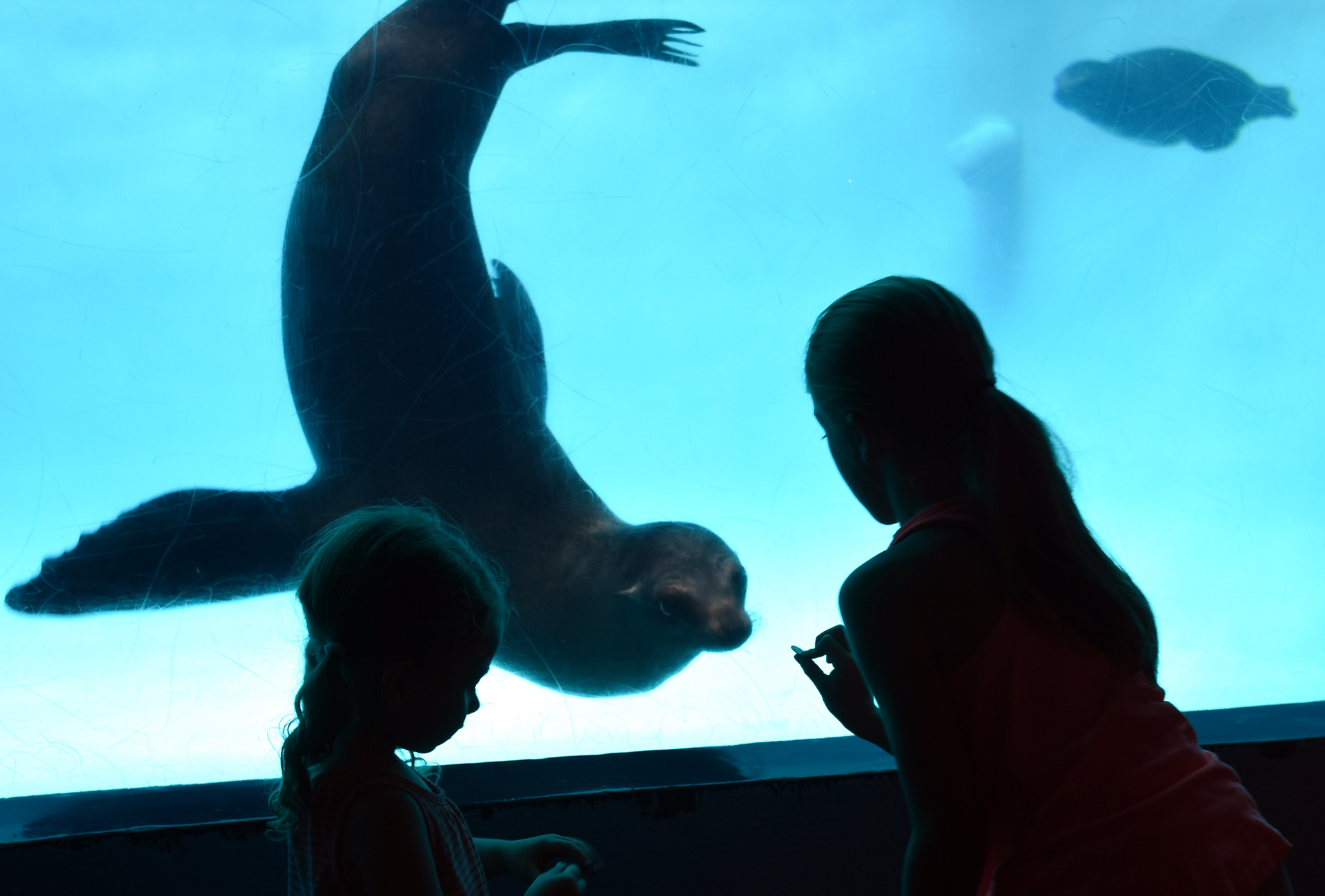 Seals & Sea Lions - Mystic Aquarium