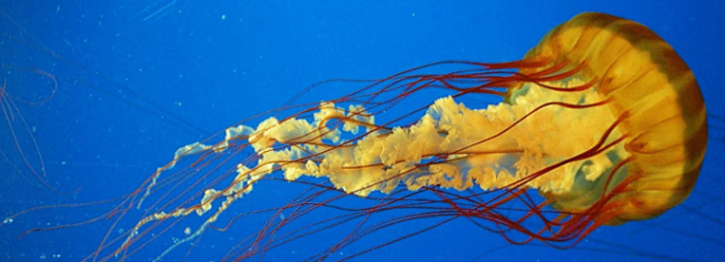 Pacific sea nettles - beautiful, blind and brainless predators ...
