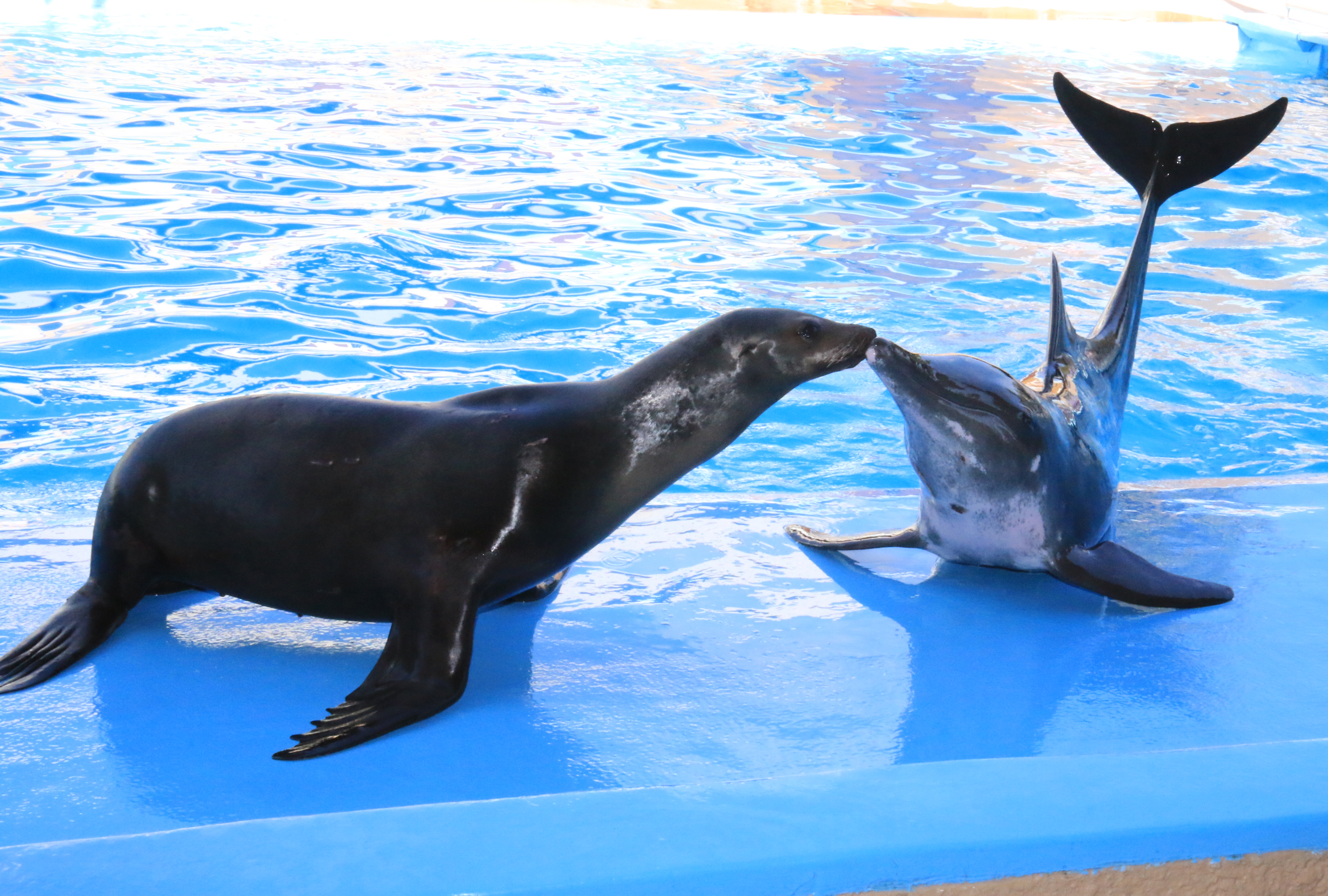 Sea Lion & Rough Toothed Dolphin Show – Gulf World Marine Park