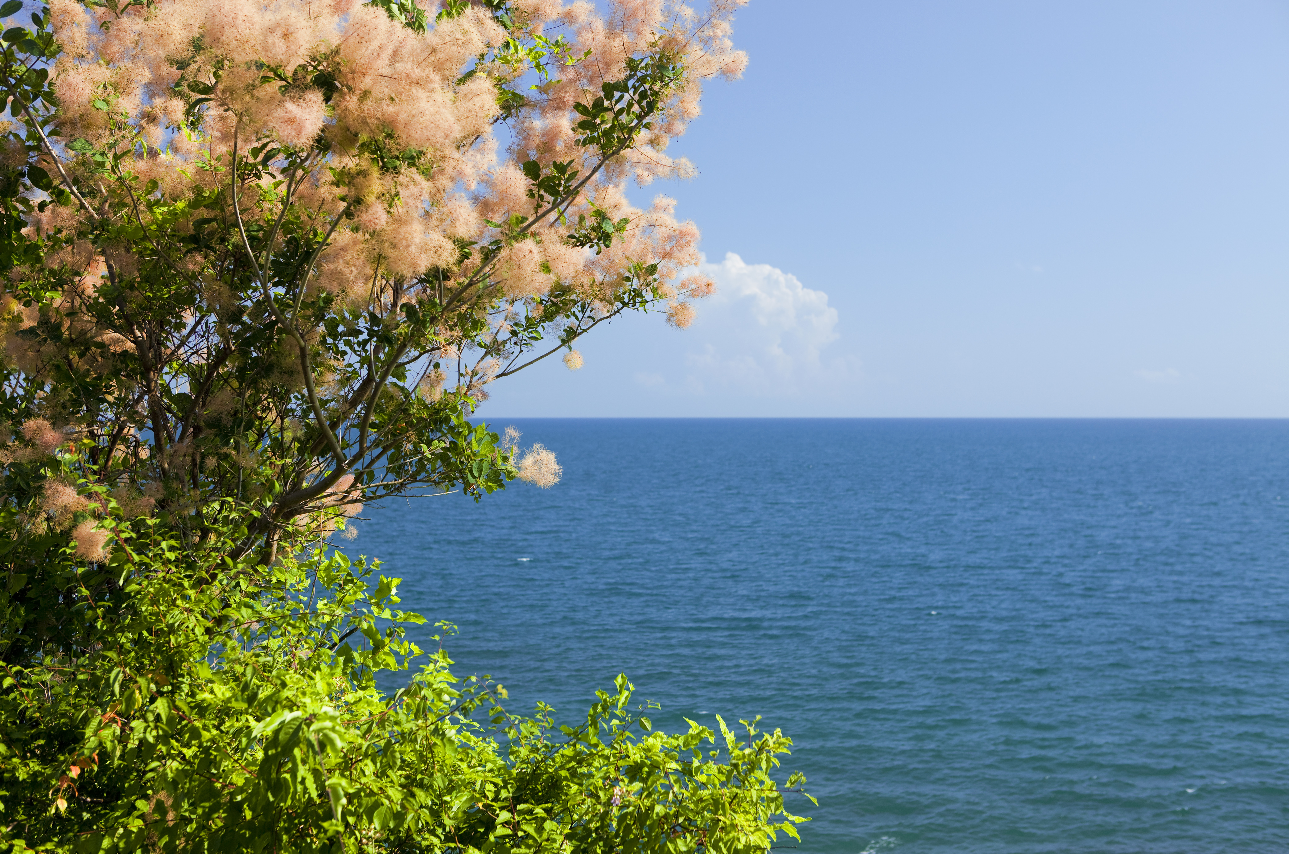 Sea, Flowers, Nature, Ocean, Tree, HQ Photo